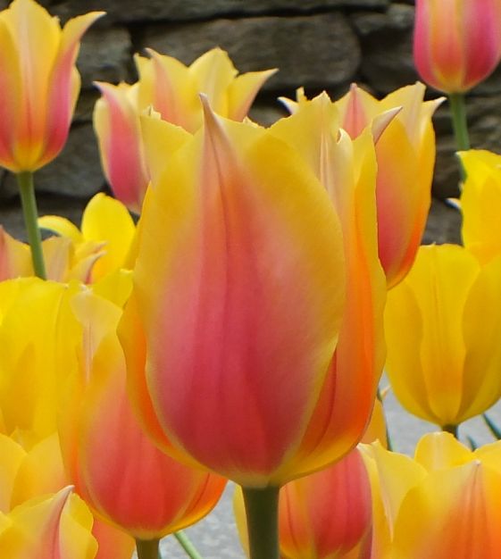 TULIPA Blushing Beauty
