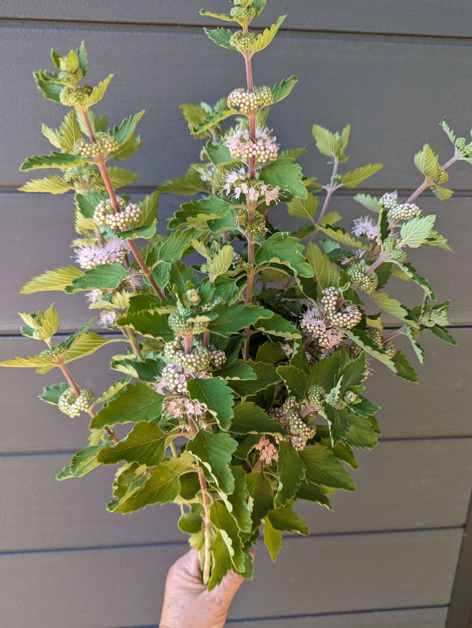 CARYOPTERIS incana Pagoda Blush