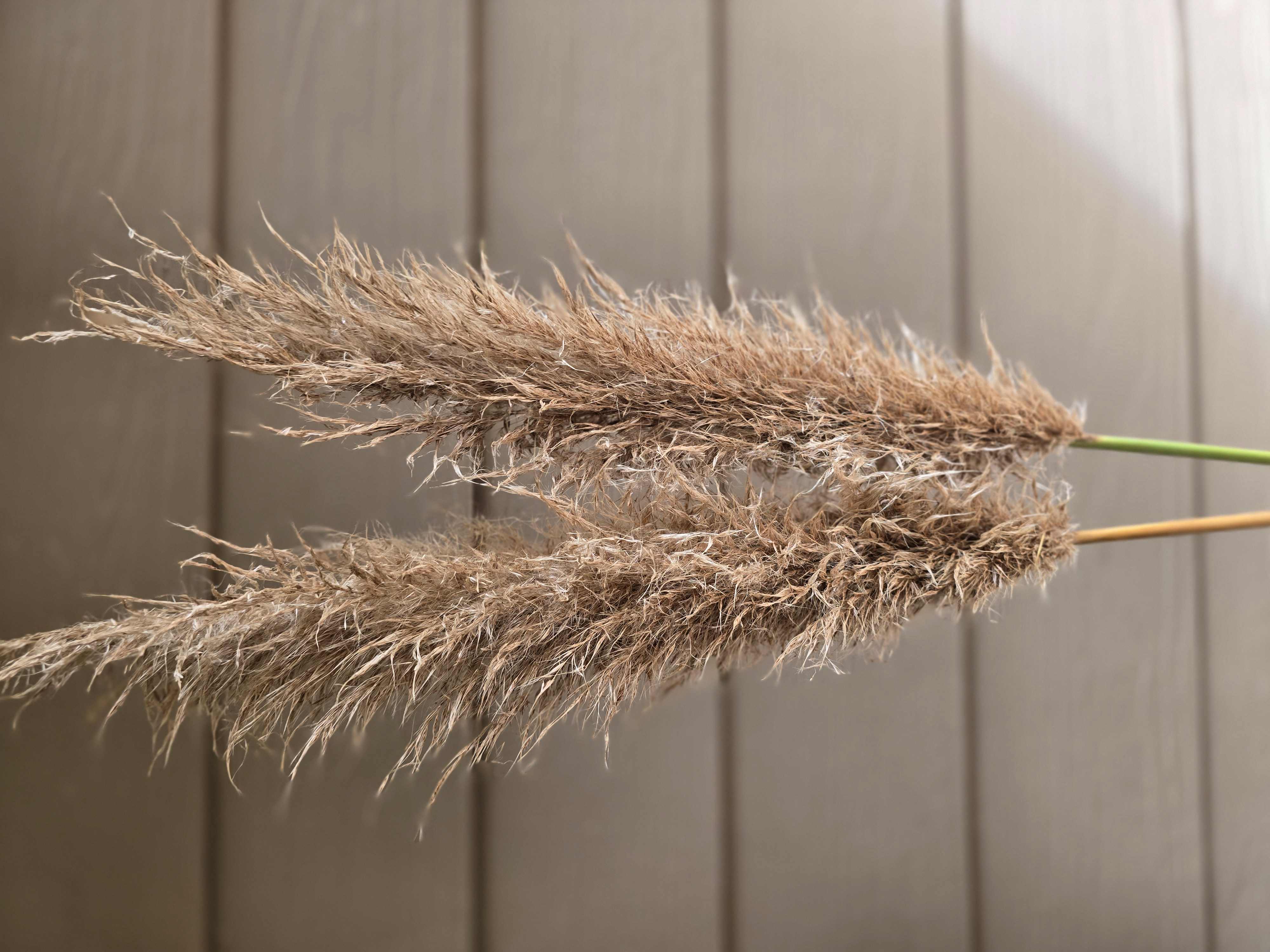 CORTADERIA fulvida