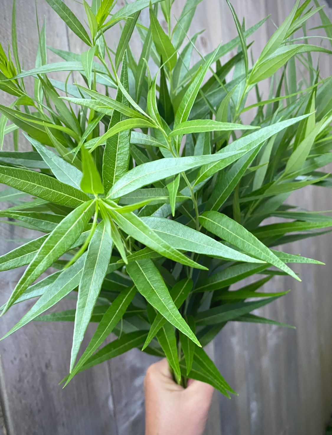 AMSONIA illustris