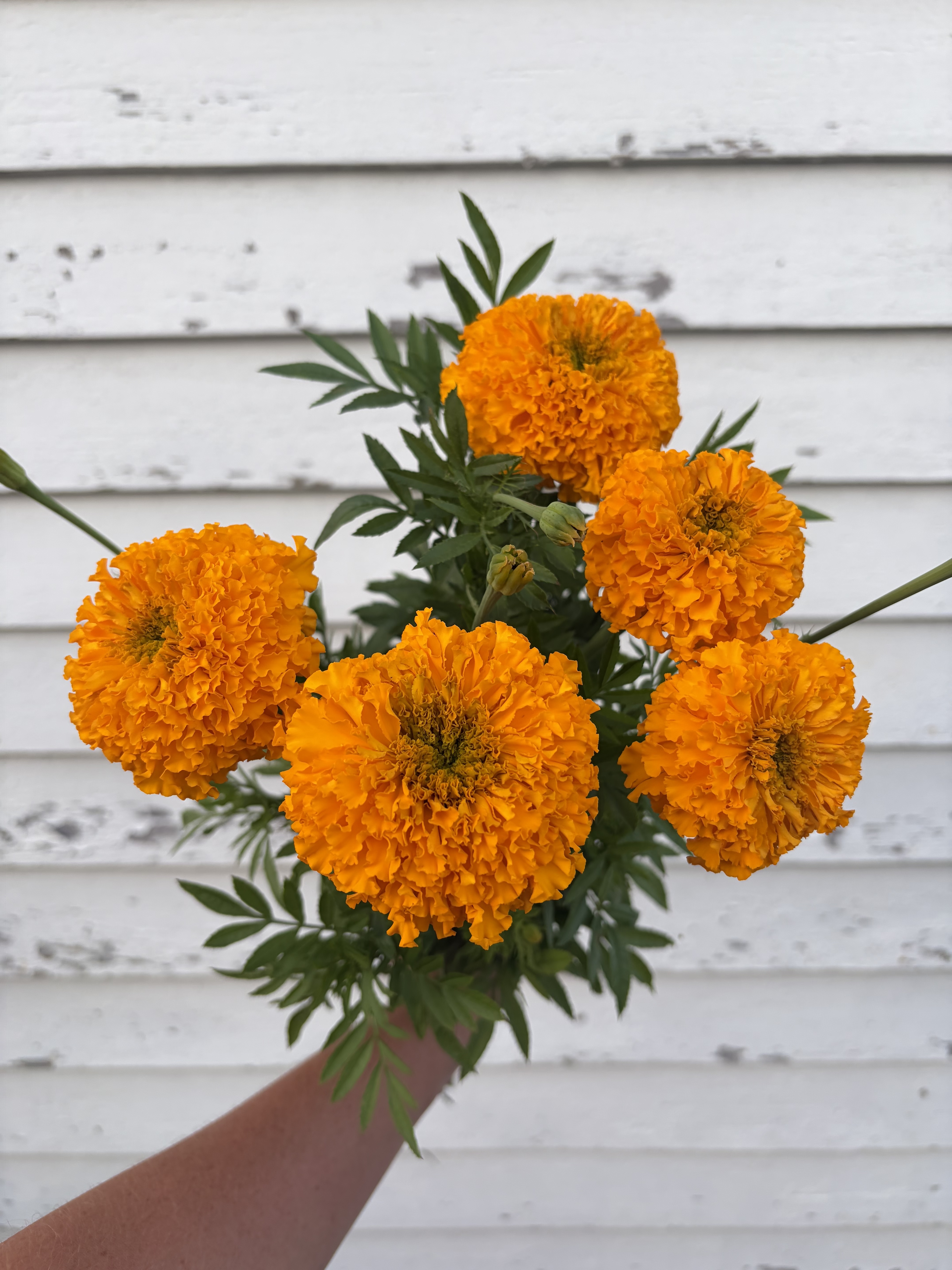 TAGETES erecta Garuda