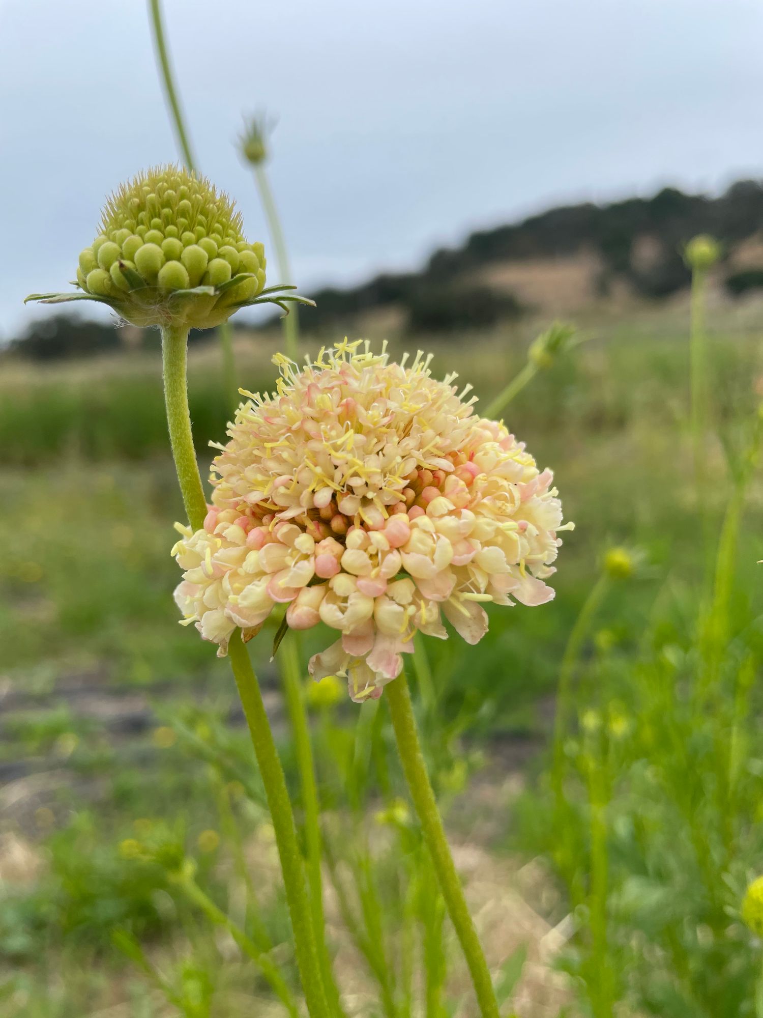 SCABIOSA atropurpurea Fata Morgana