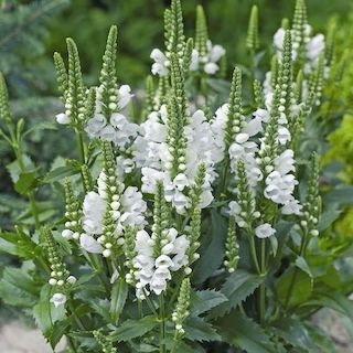 PHYSOSTEGIA virginiana Crystal Peak White