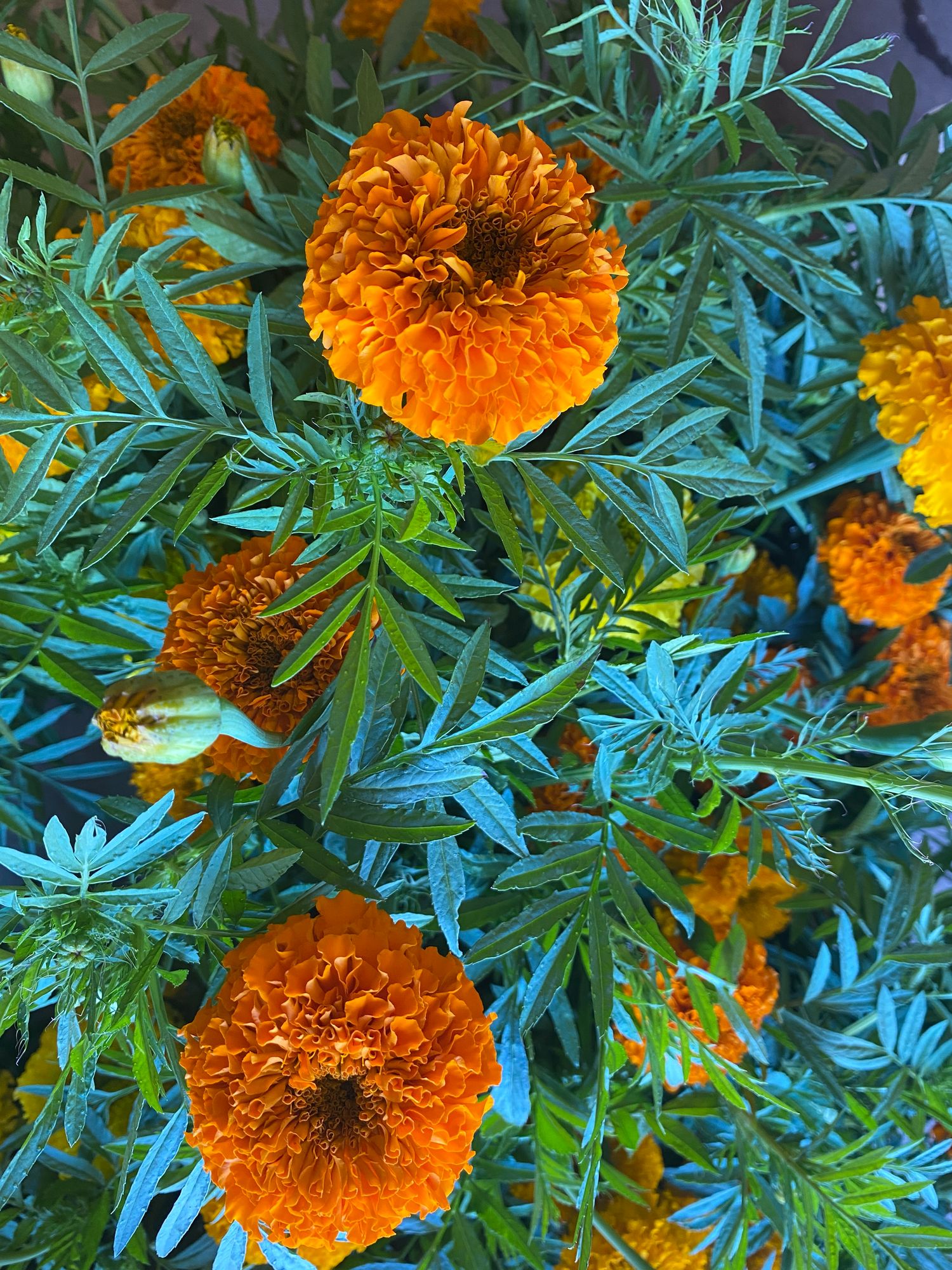 TAGETES erecta