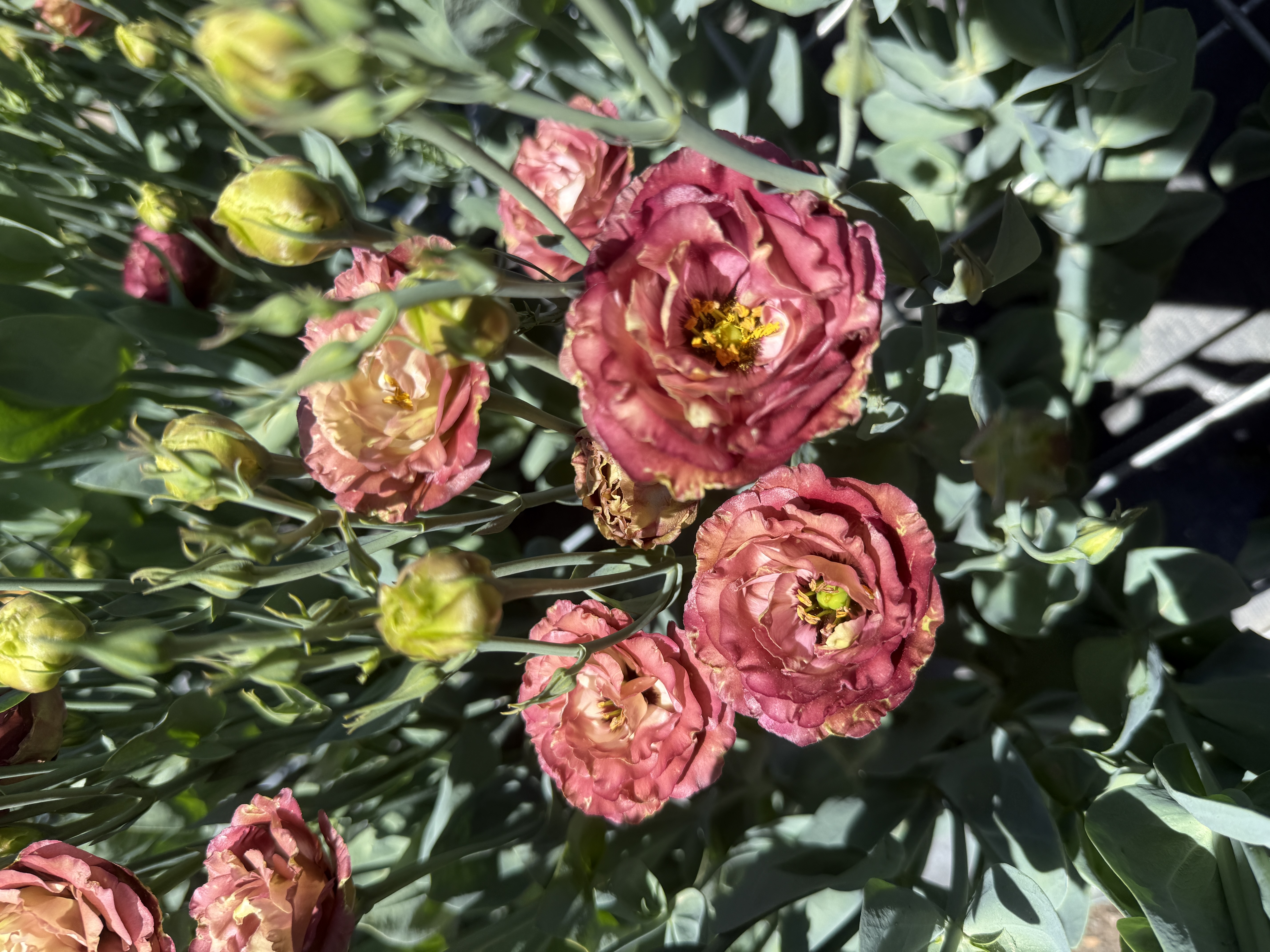 EUSTOMA grandiflorum Rosanne