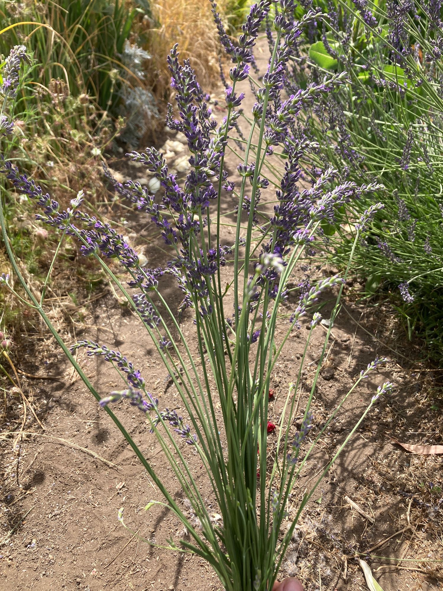 LAVENDULA x intermedia Phenomenal