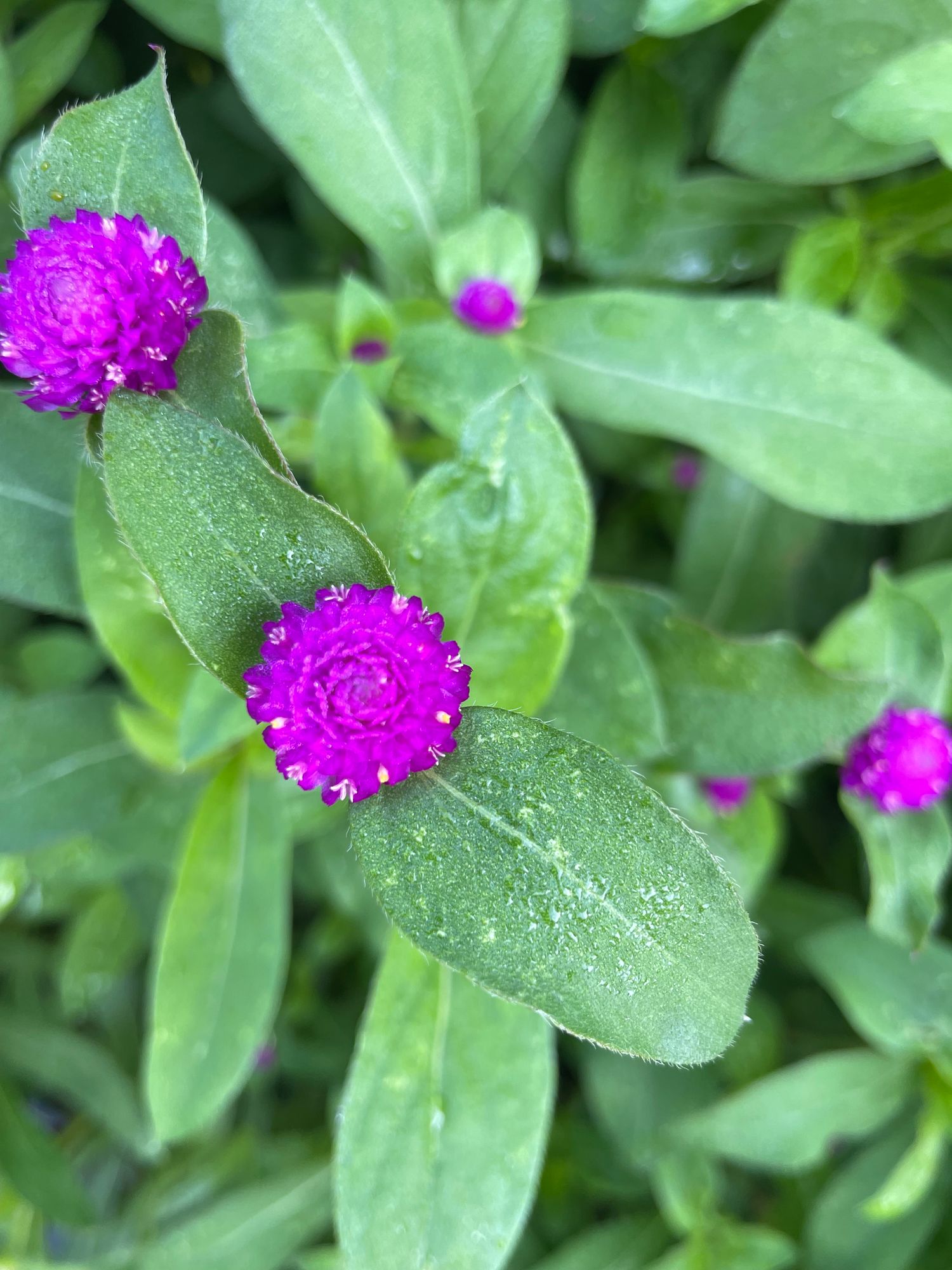 GOMPHRENA globosa QIS