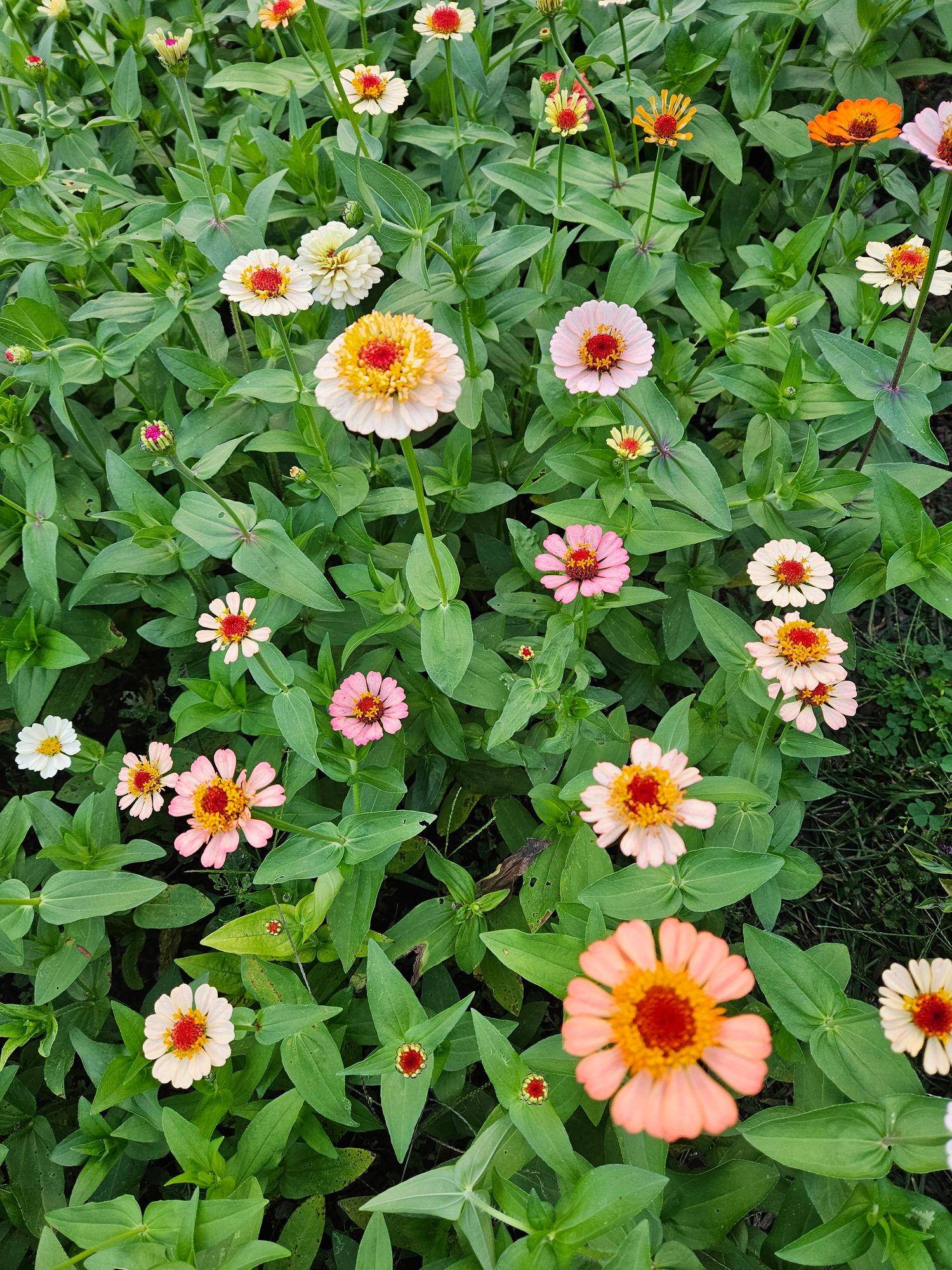 ZINNIA elegans Zinderella Series