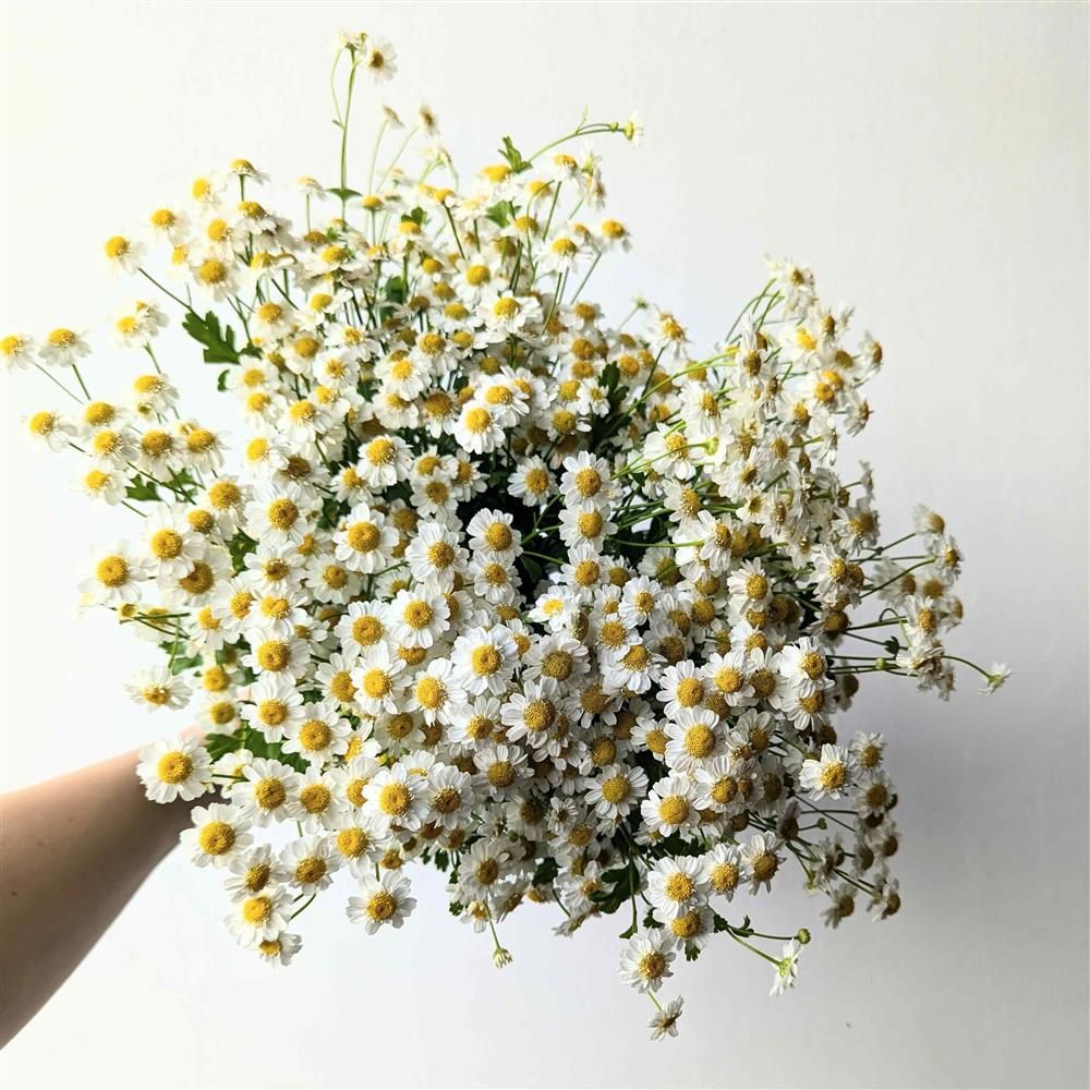 TANACETUM parthenium Magic Single