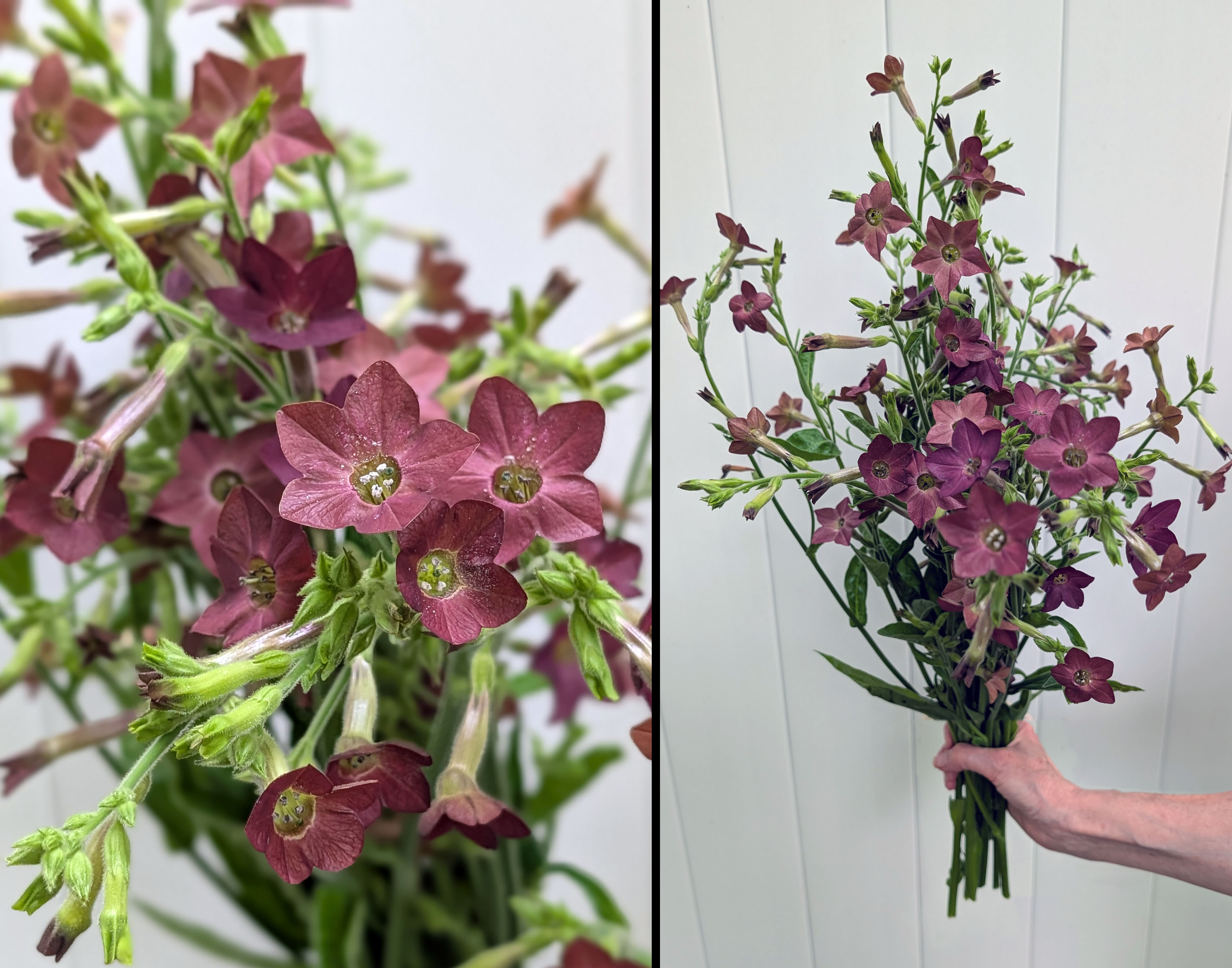 NICOTIANA langsdorffii Bronze Queen