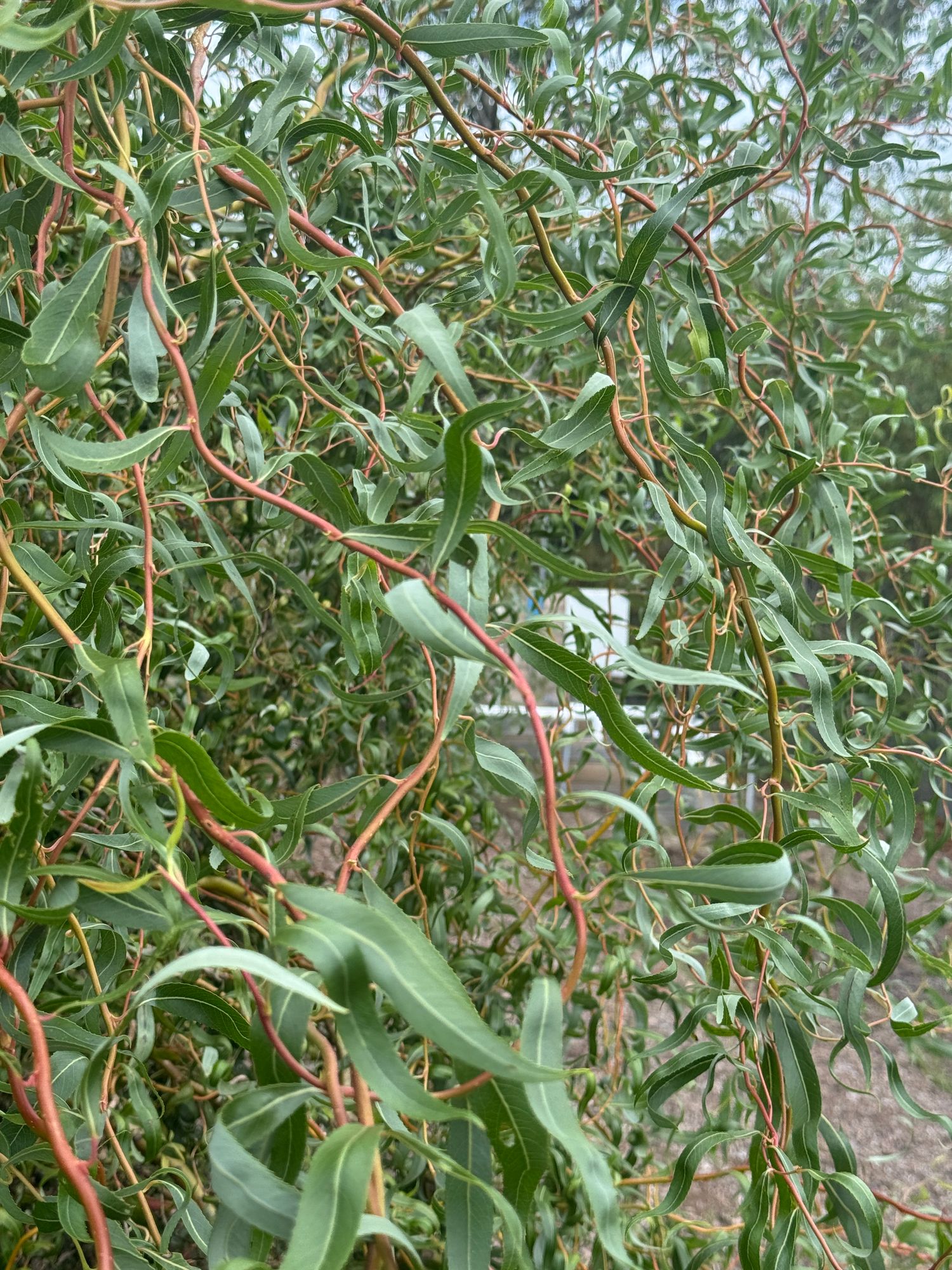 SALIX