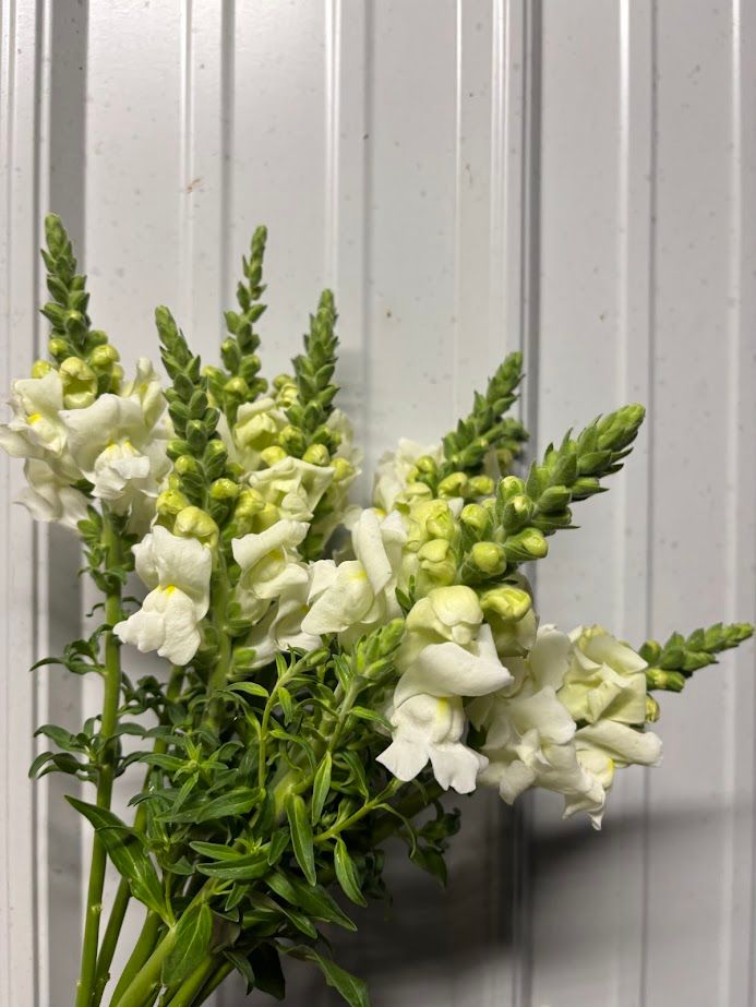 ANTIRRHINUM majus Rocket