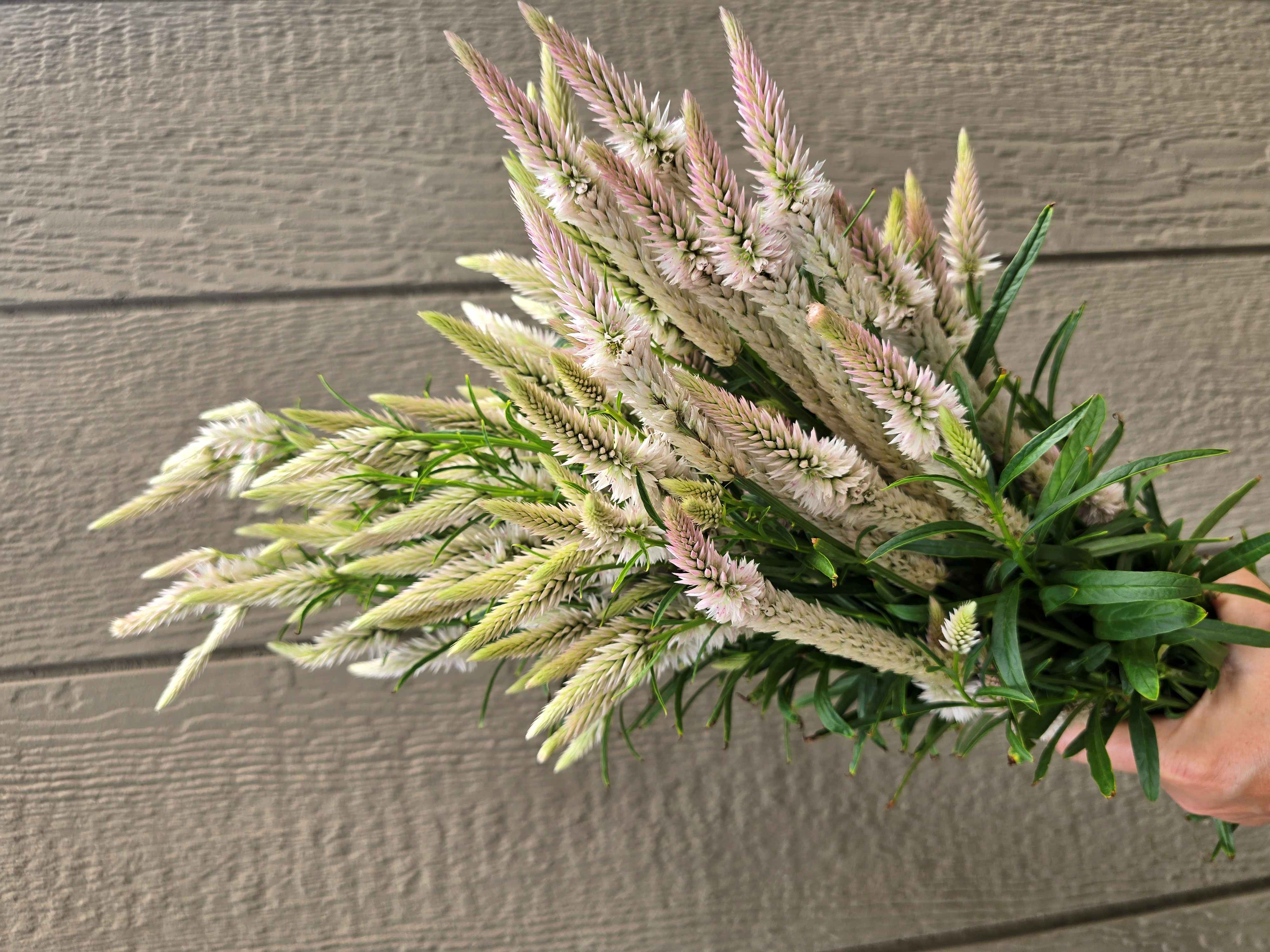 CELOSIA argentea spicata Flamingo Feather