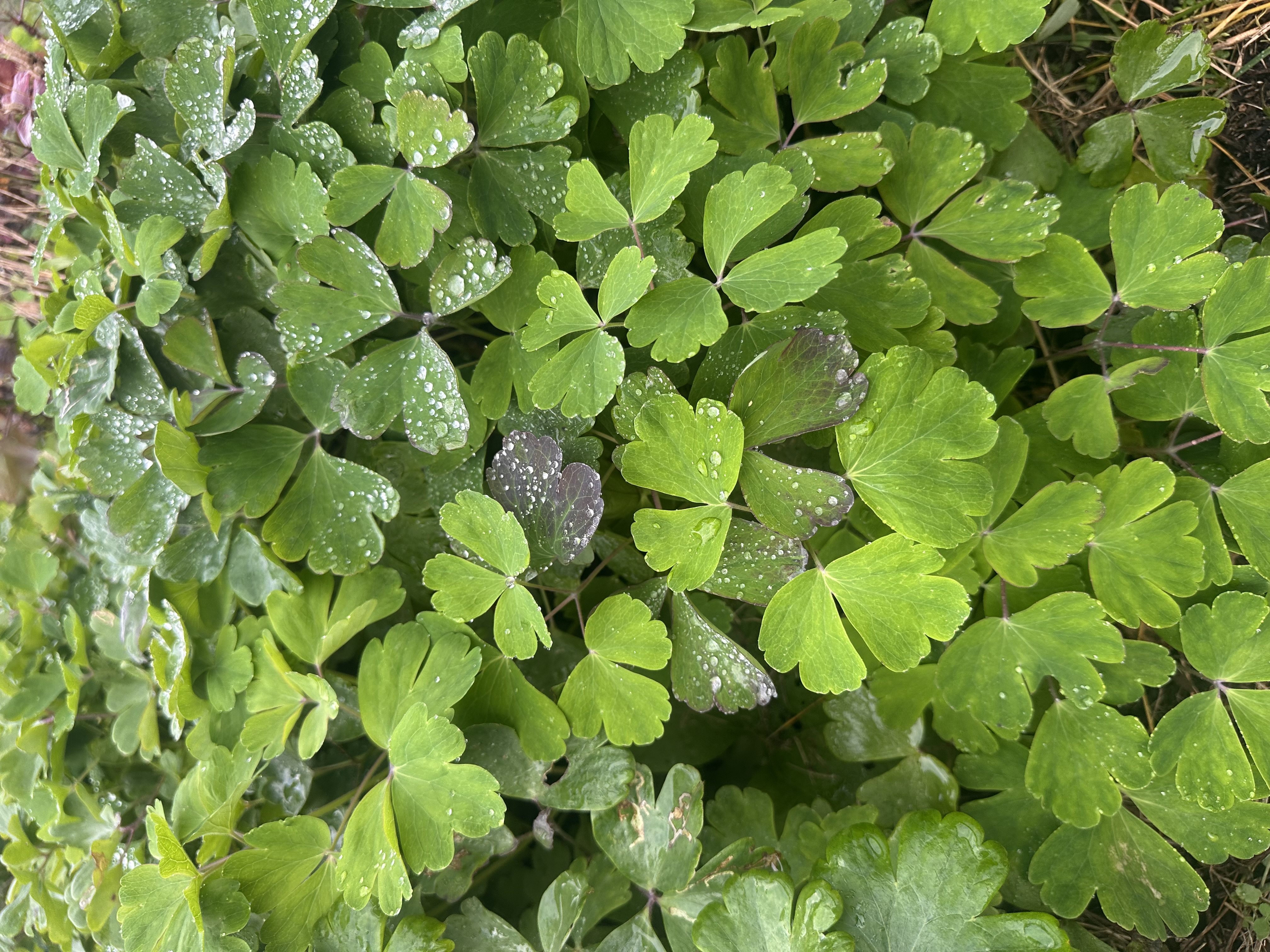 AQUILEGIA vulgaris Lime Sorbet