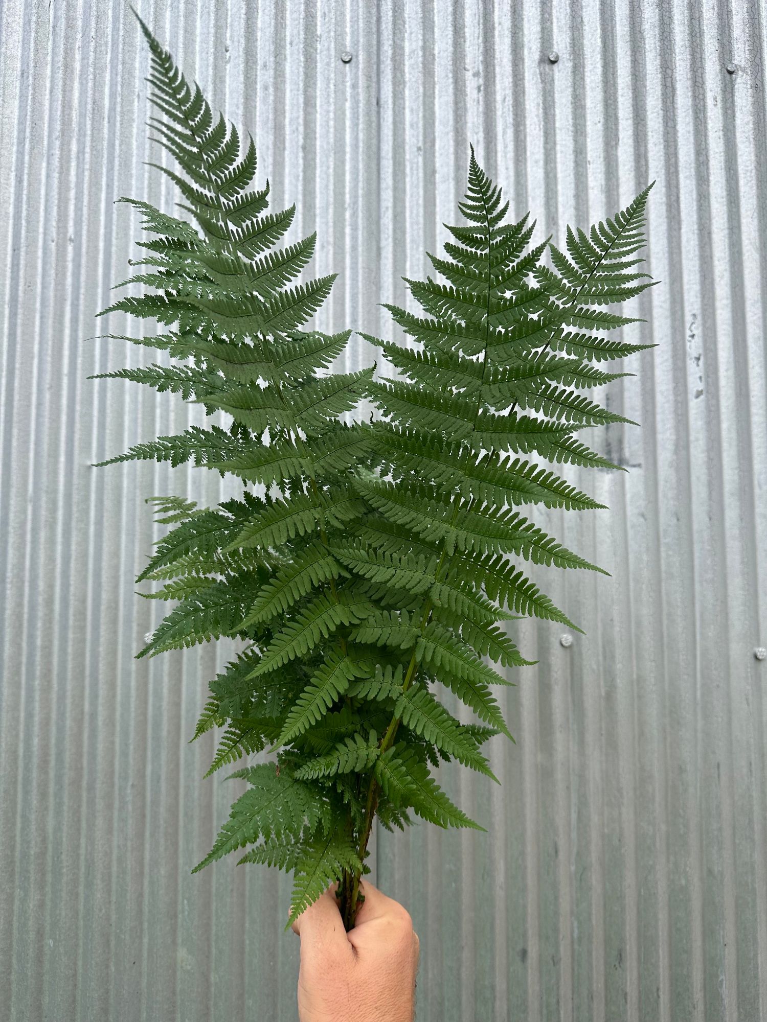 POLYSTICHUM acrostichoides