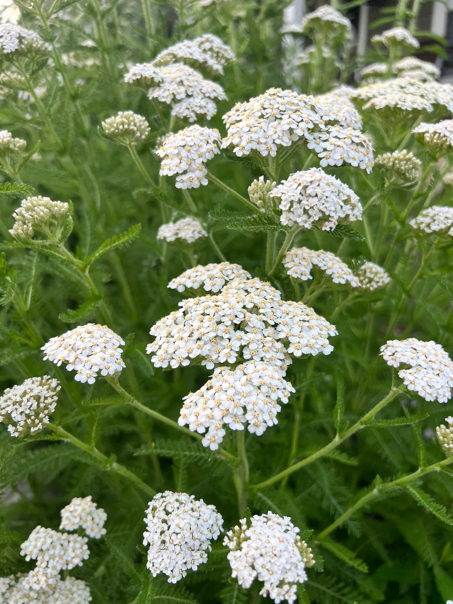 ACHILLEA millefolium