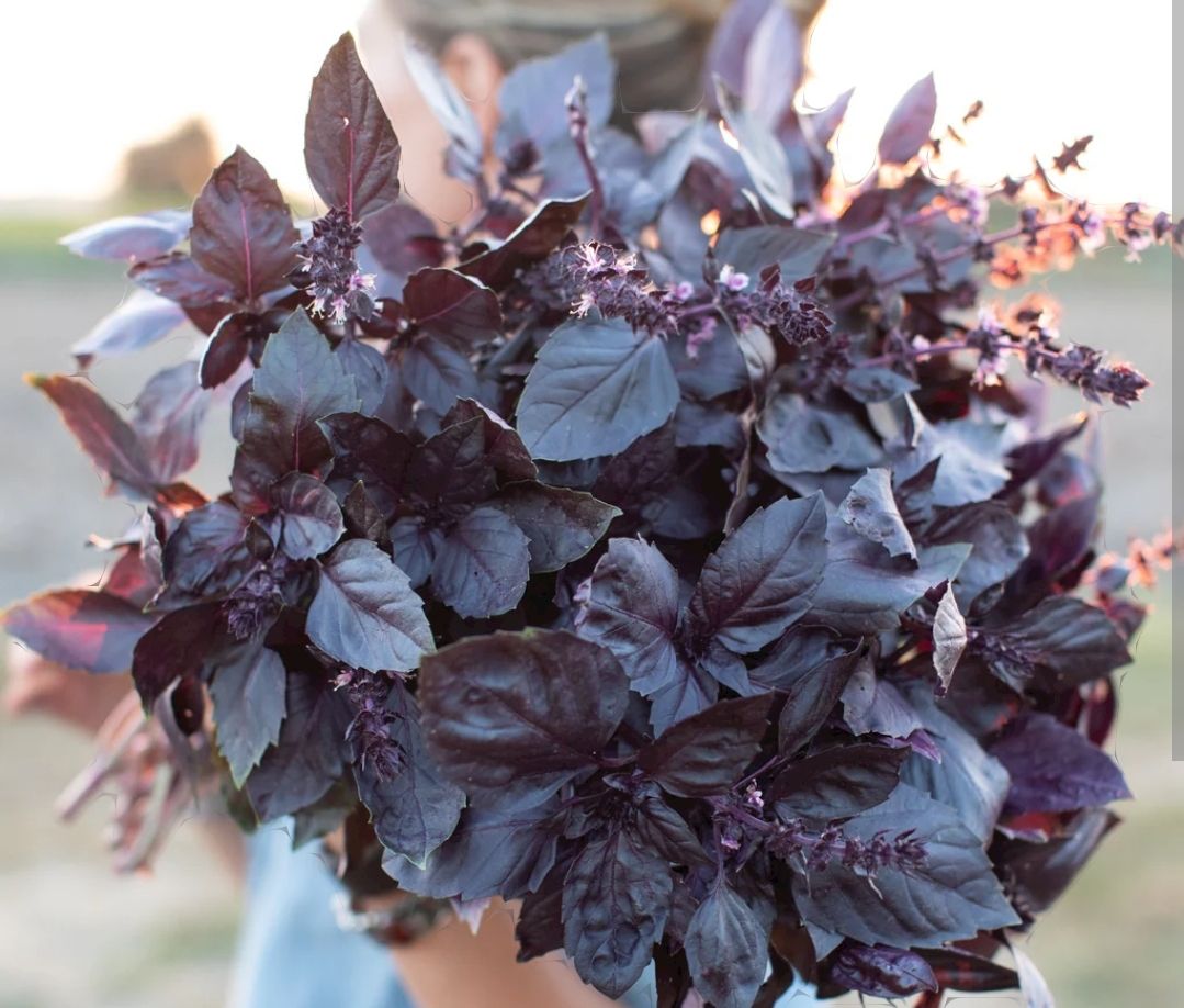 OCIMUM basilicum Dark Opal