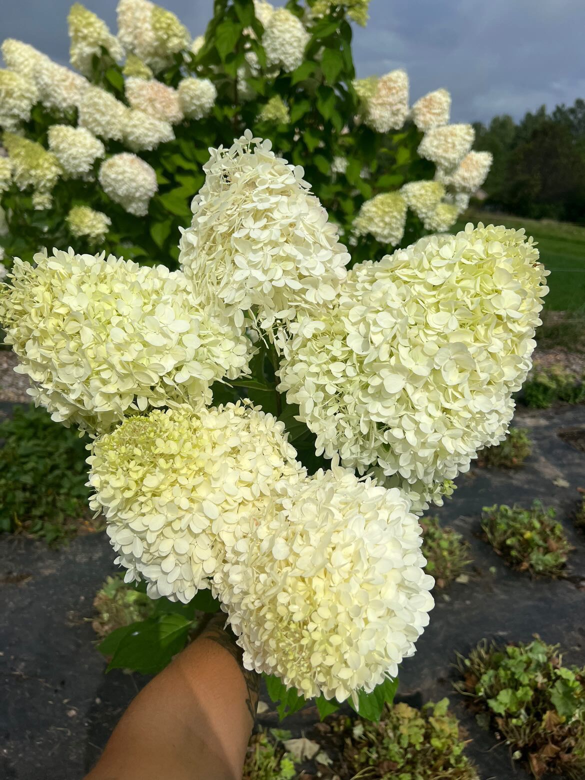 HYDRANGEA paniculata Limelight