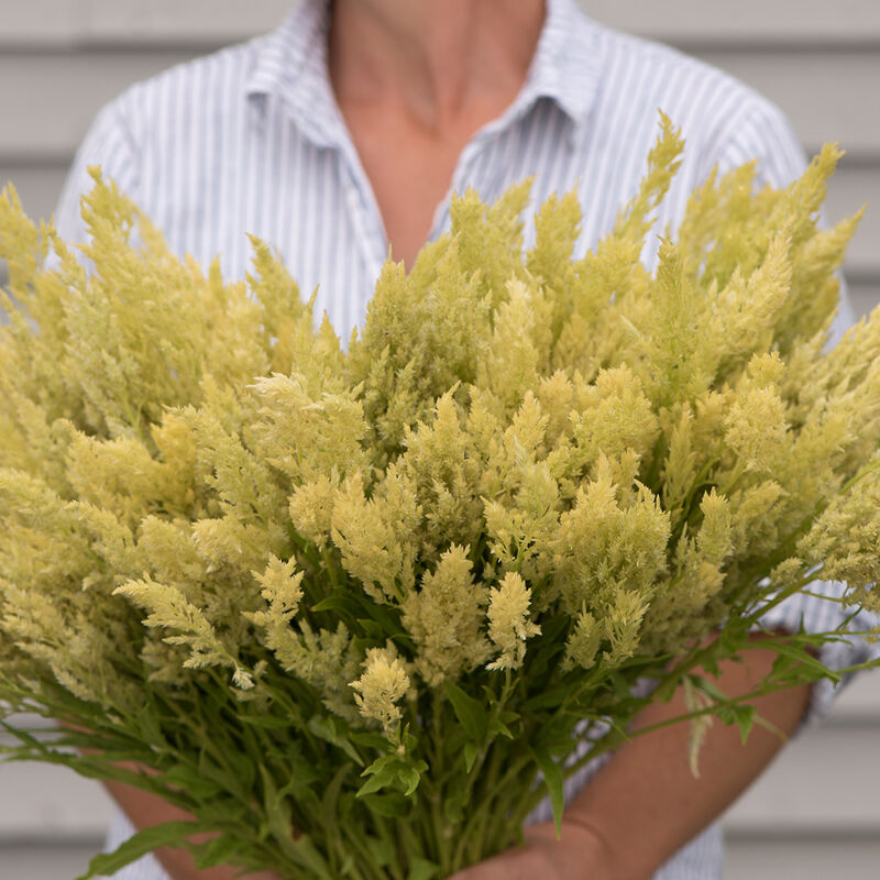 CELOSIA argentea var. plumosa Sylphid
