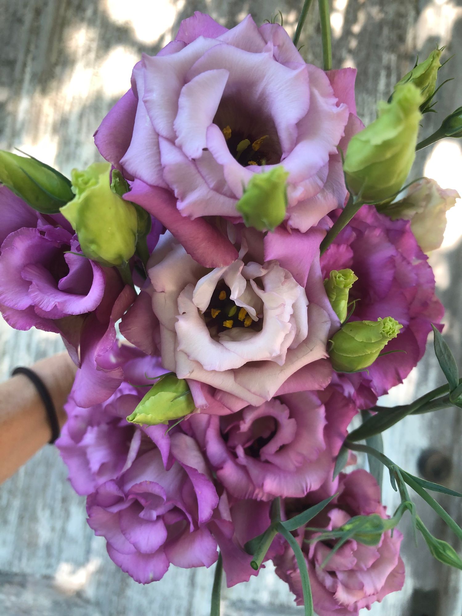 EUSTOMA grandiflorum Celeb Wine