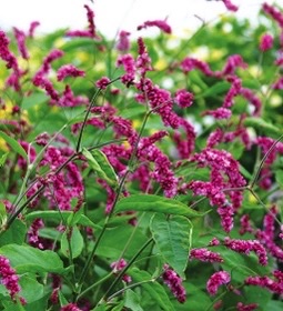 PERSICARIA amplexicaulis Firetail