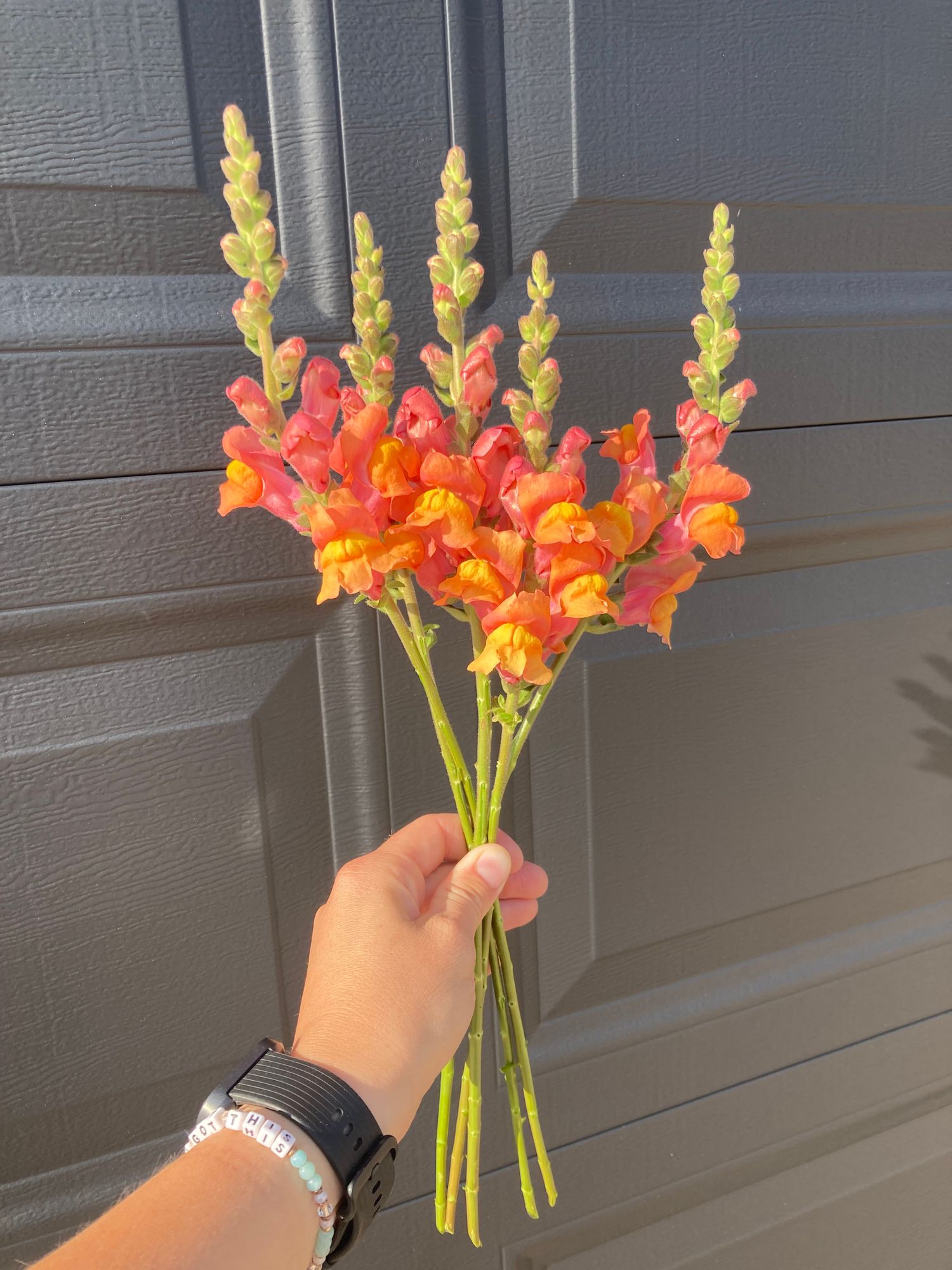 ANTIRRHINUM majus Potomac Dark Orange