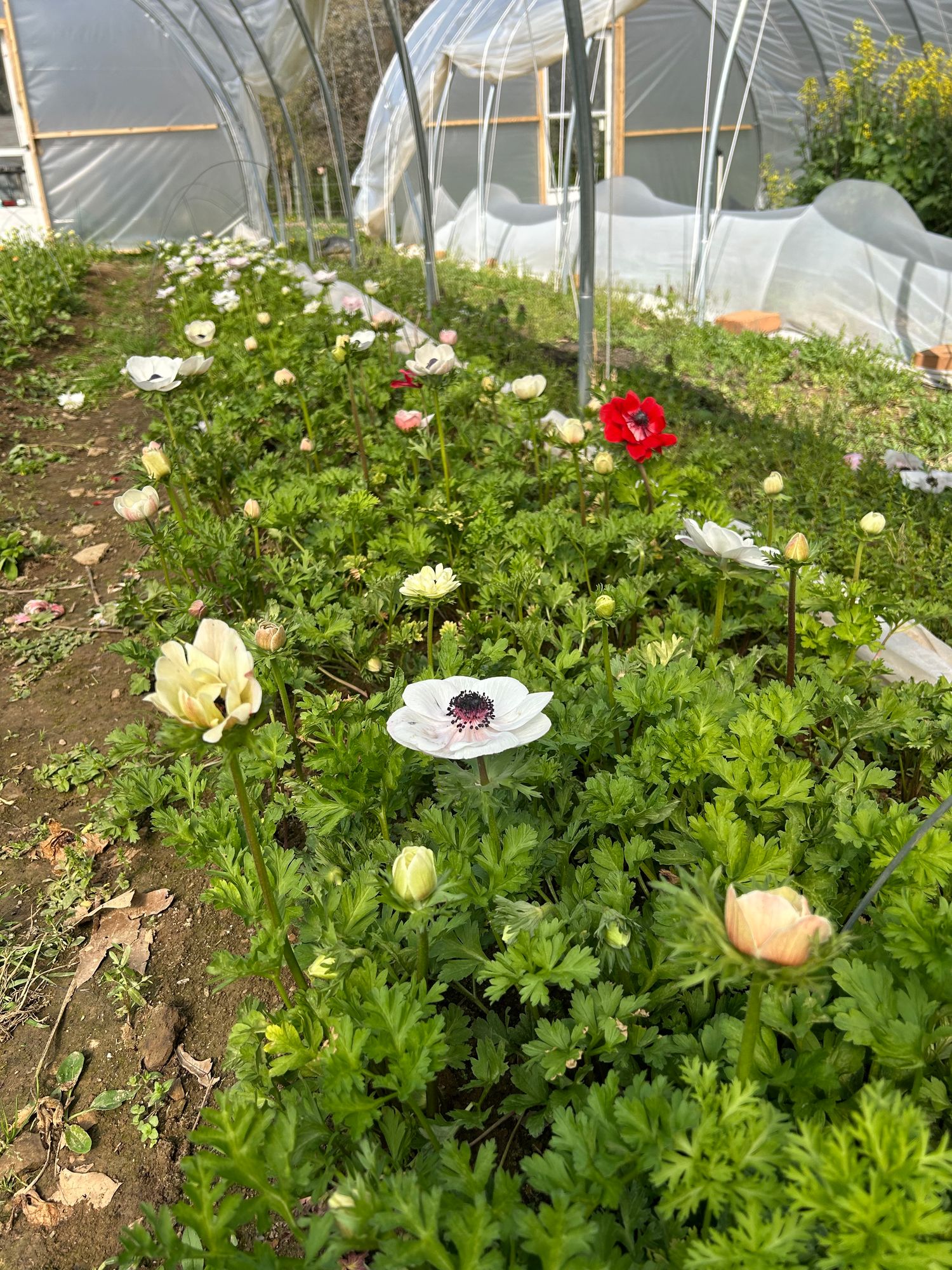ANEMONE coronaria Mistral