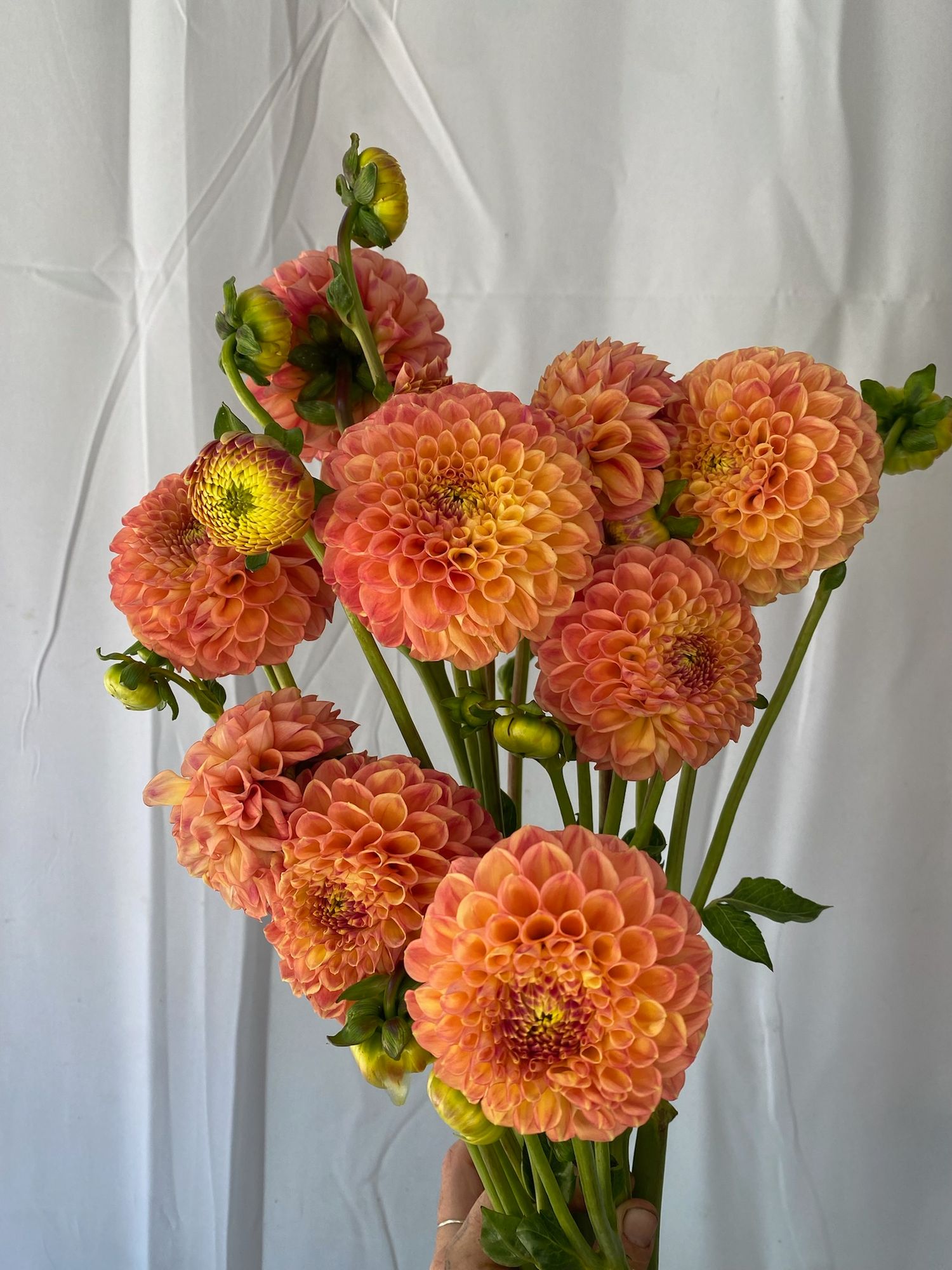 DAHLIA