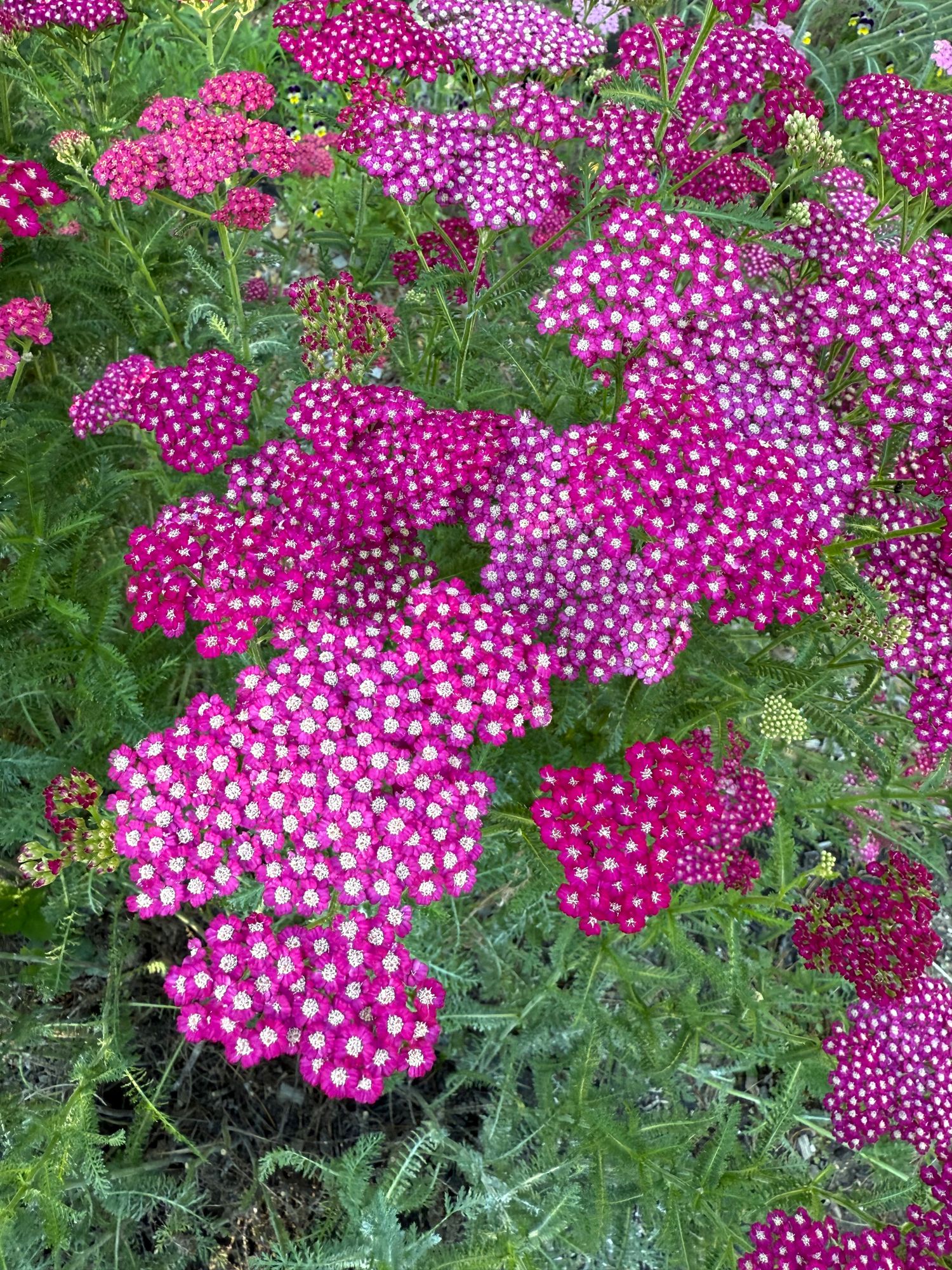ACHILLEA millefolium New Vintage Violet