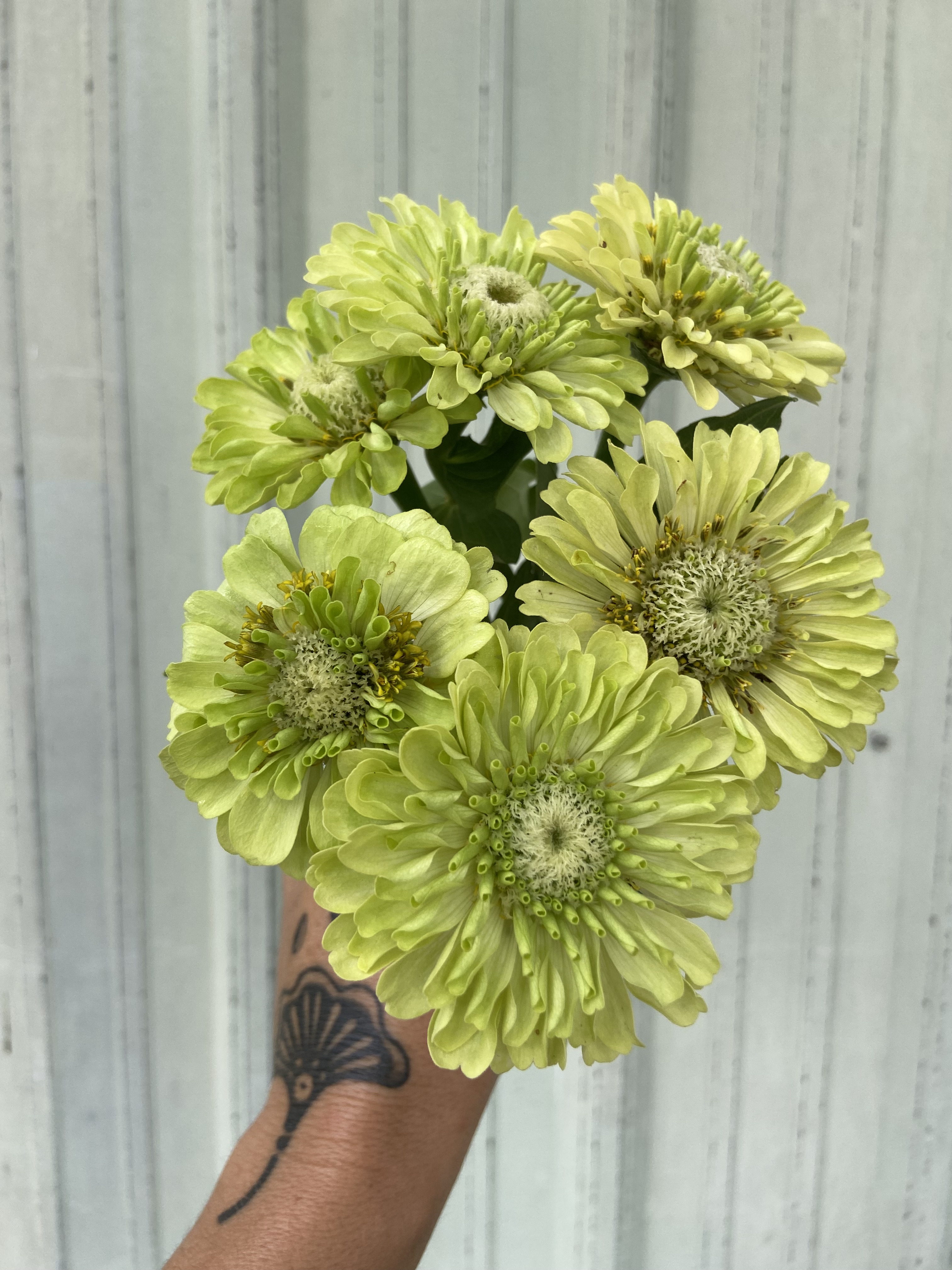 ZINNIA elegans Benary's Giant Lime