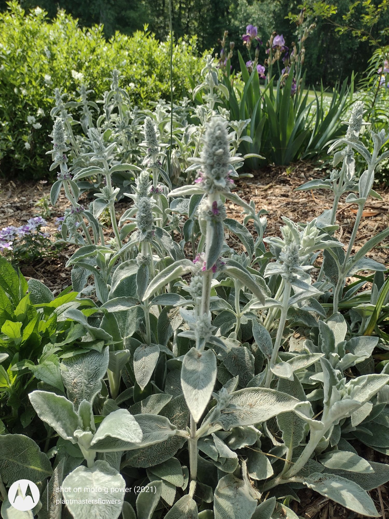STACHYS byzantina