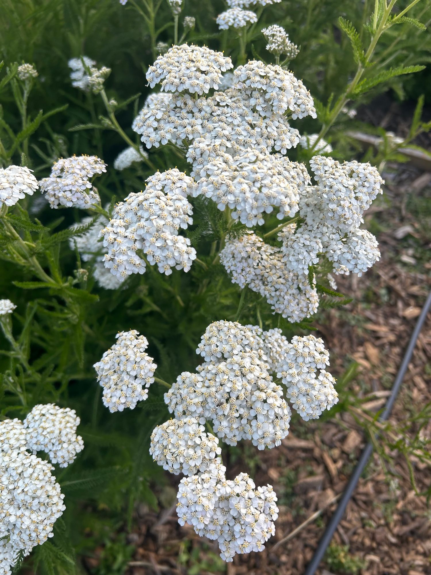 ACHILLEA millefolium