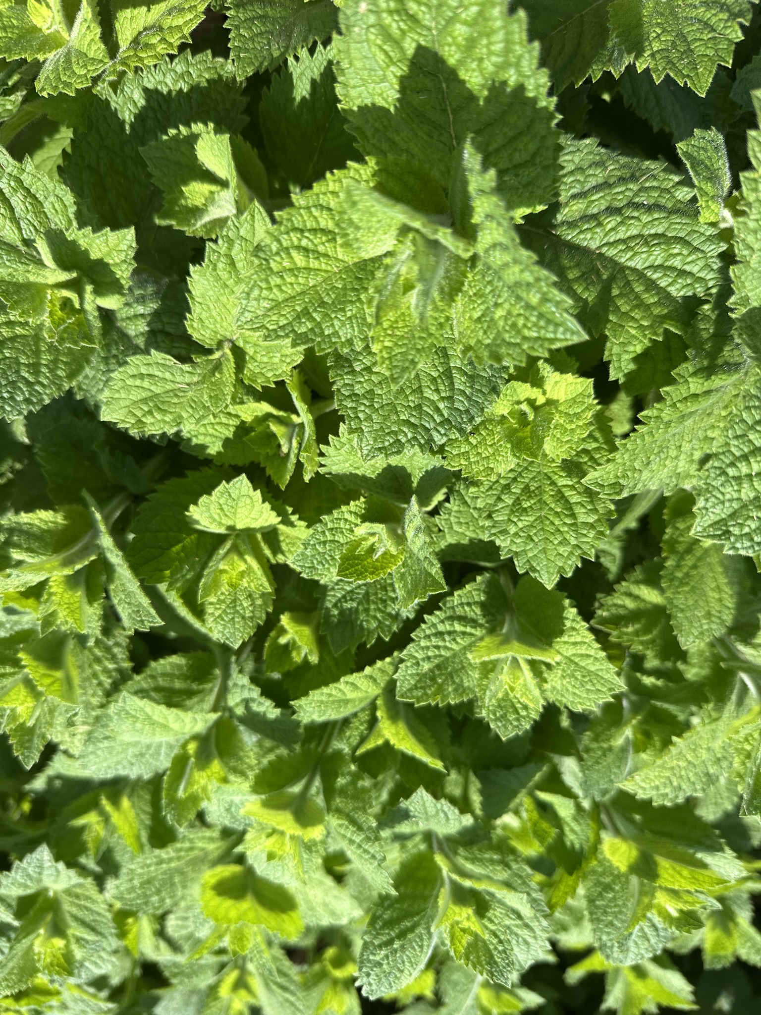 MENTHA suaveolens