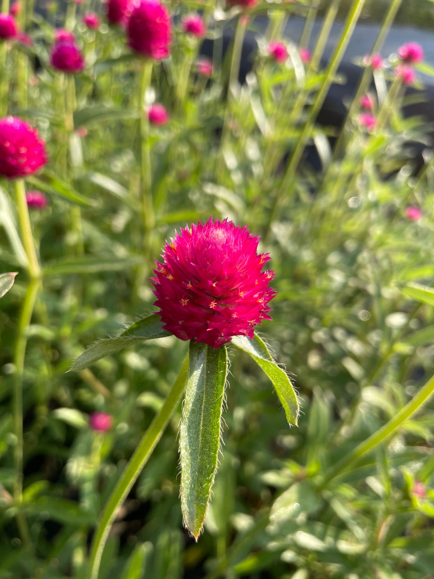 GOMPHRENA globosa