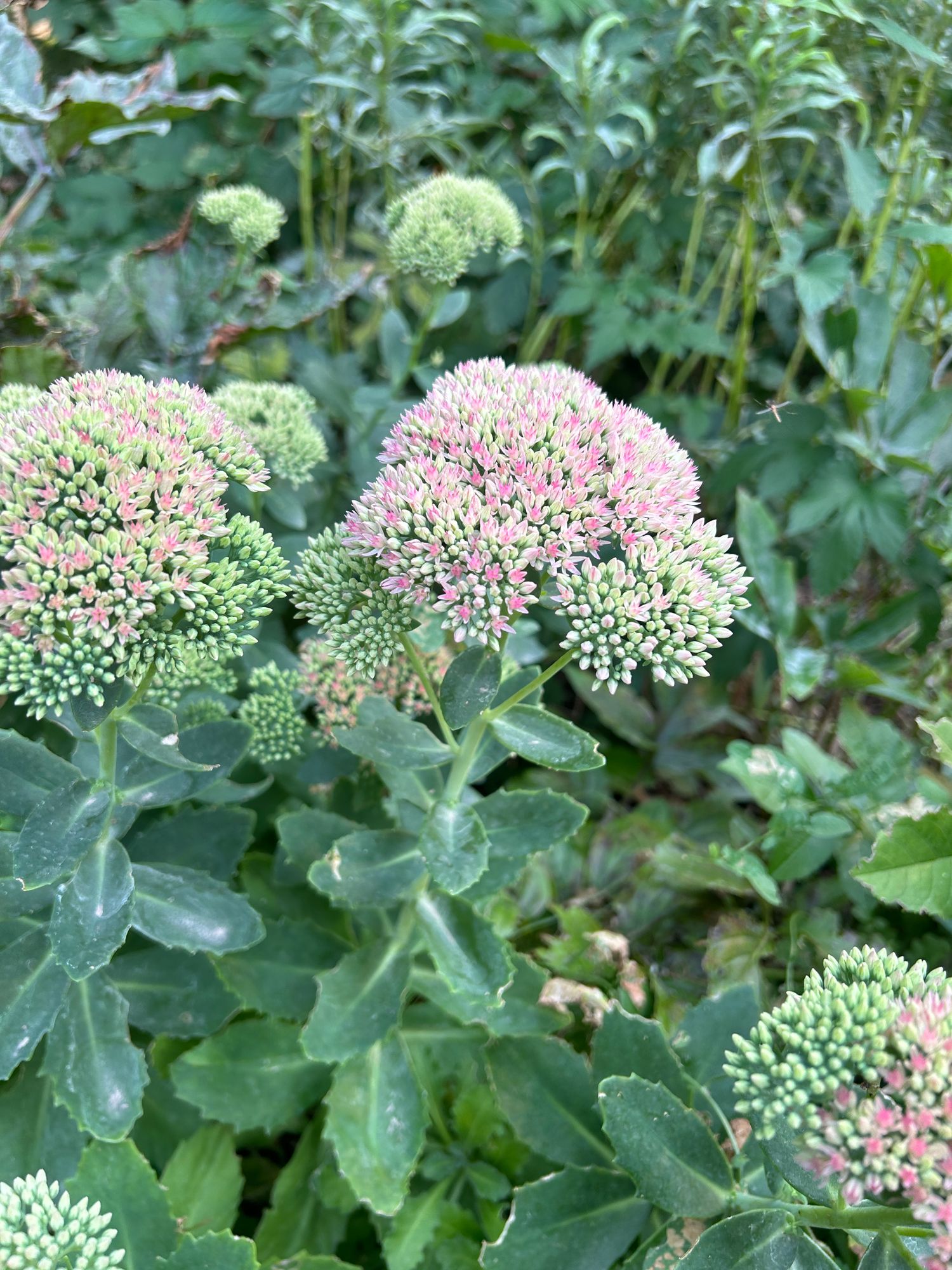 HYLOTELEPHIUM spectabile Autumn Joy