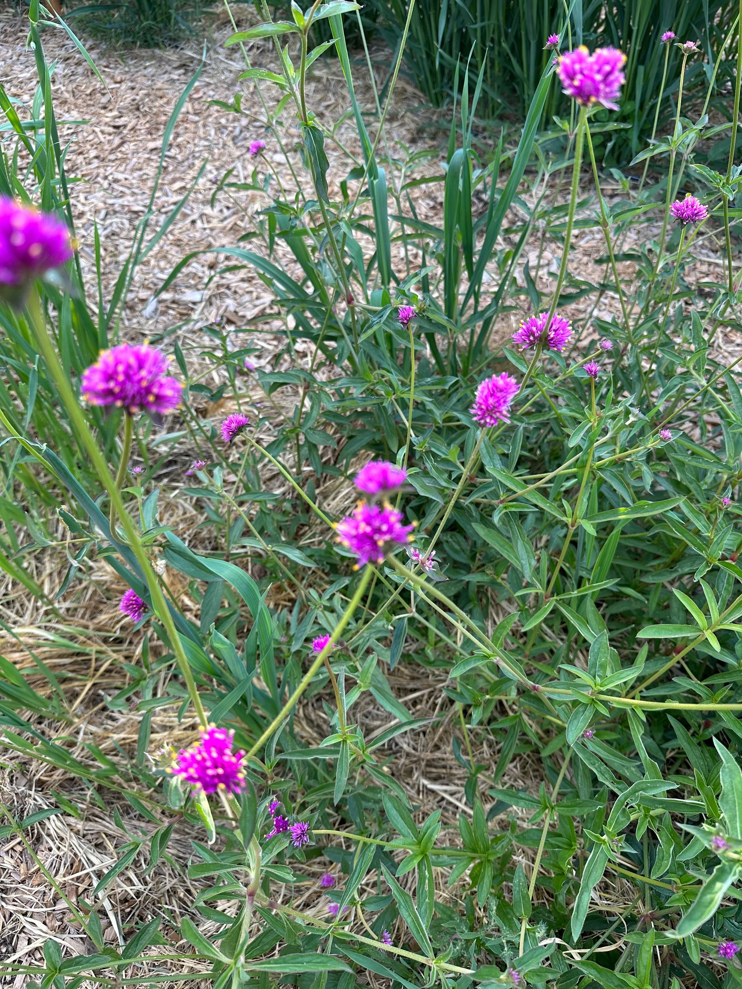 GOMPHRENA globosa Firework