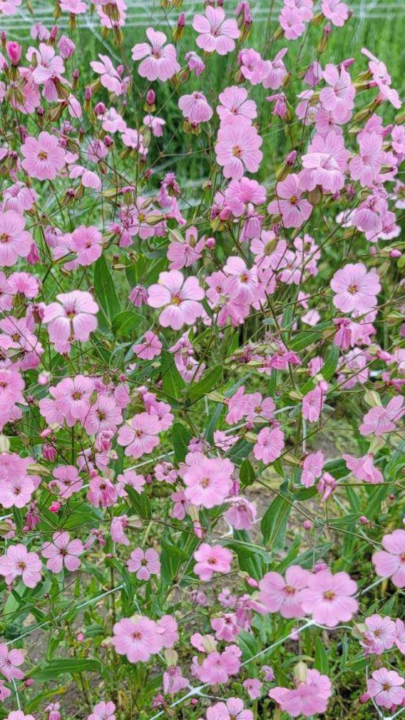 VACCARIA hispanica