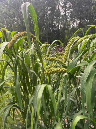 SETARIA italica Lime Light Spray Millet