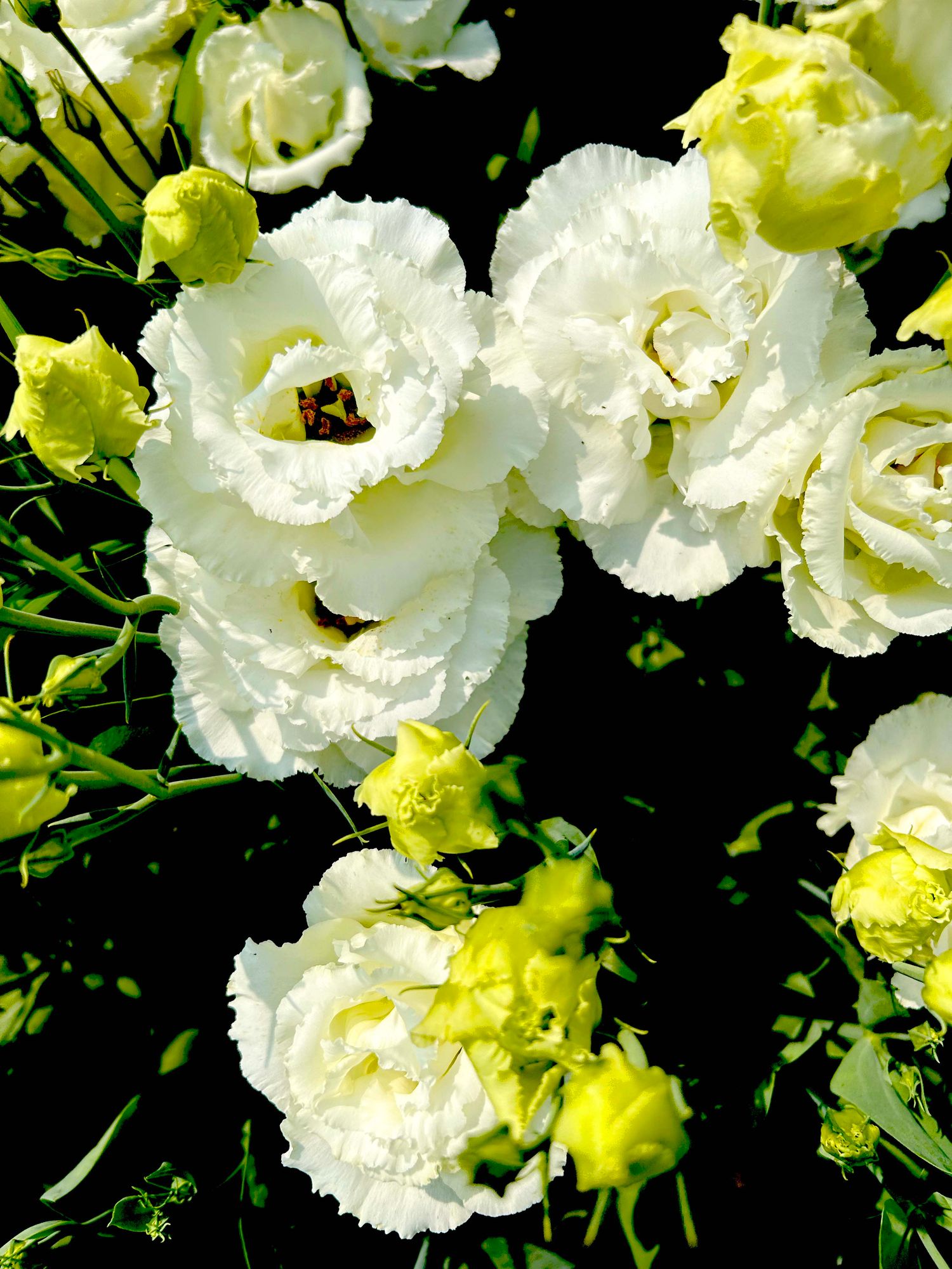 EUSTOMA grandiflorum