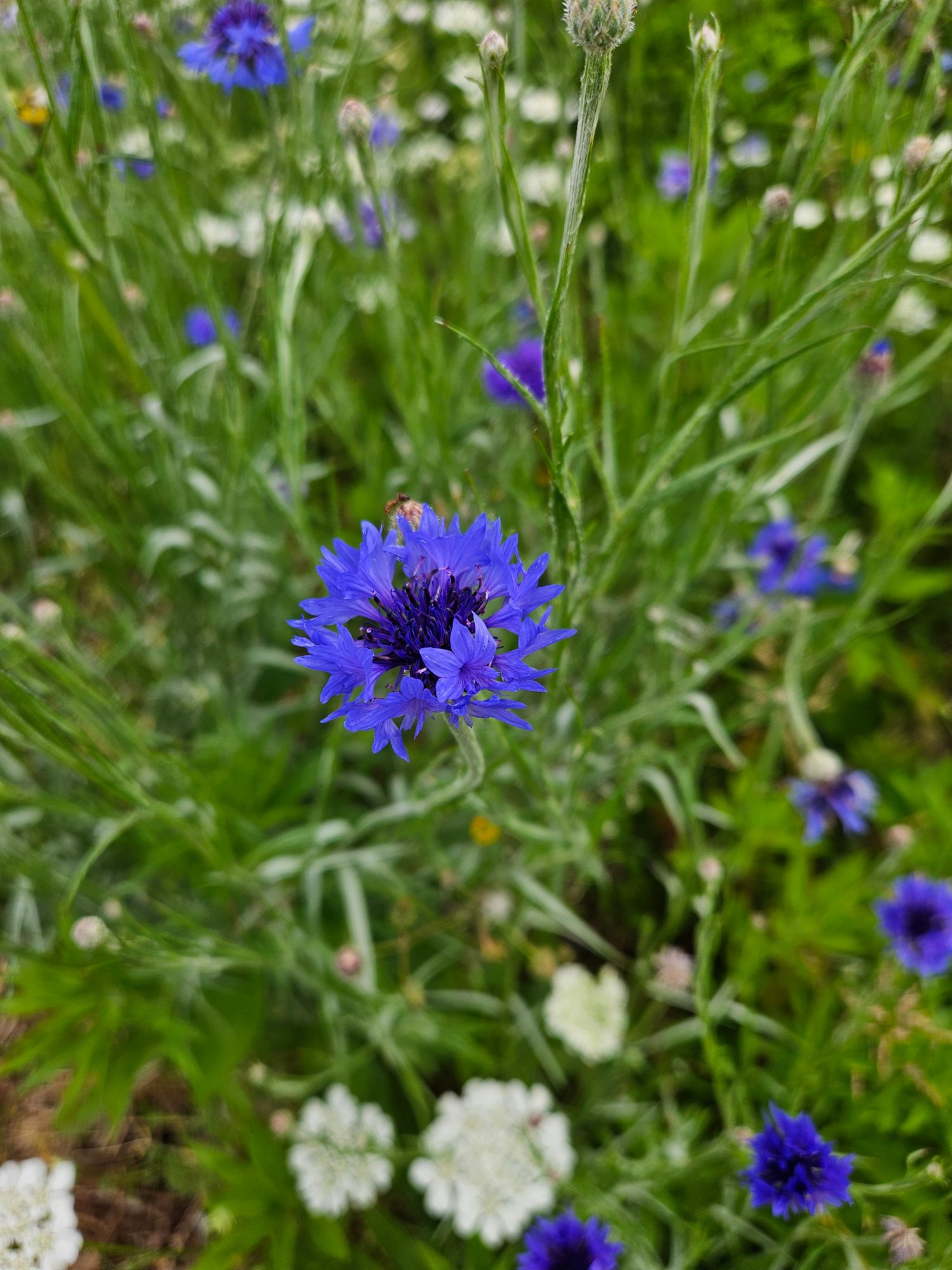 CENTAUREA cyanus Blue Boy