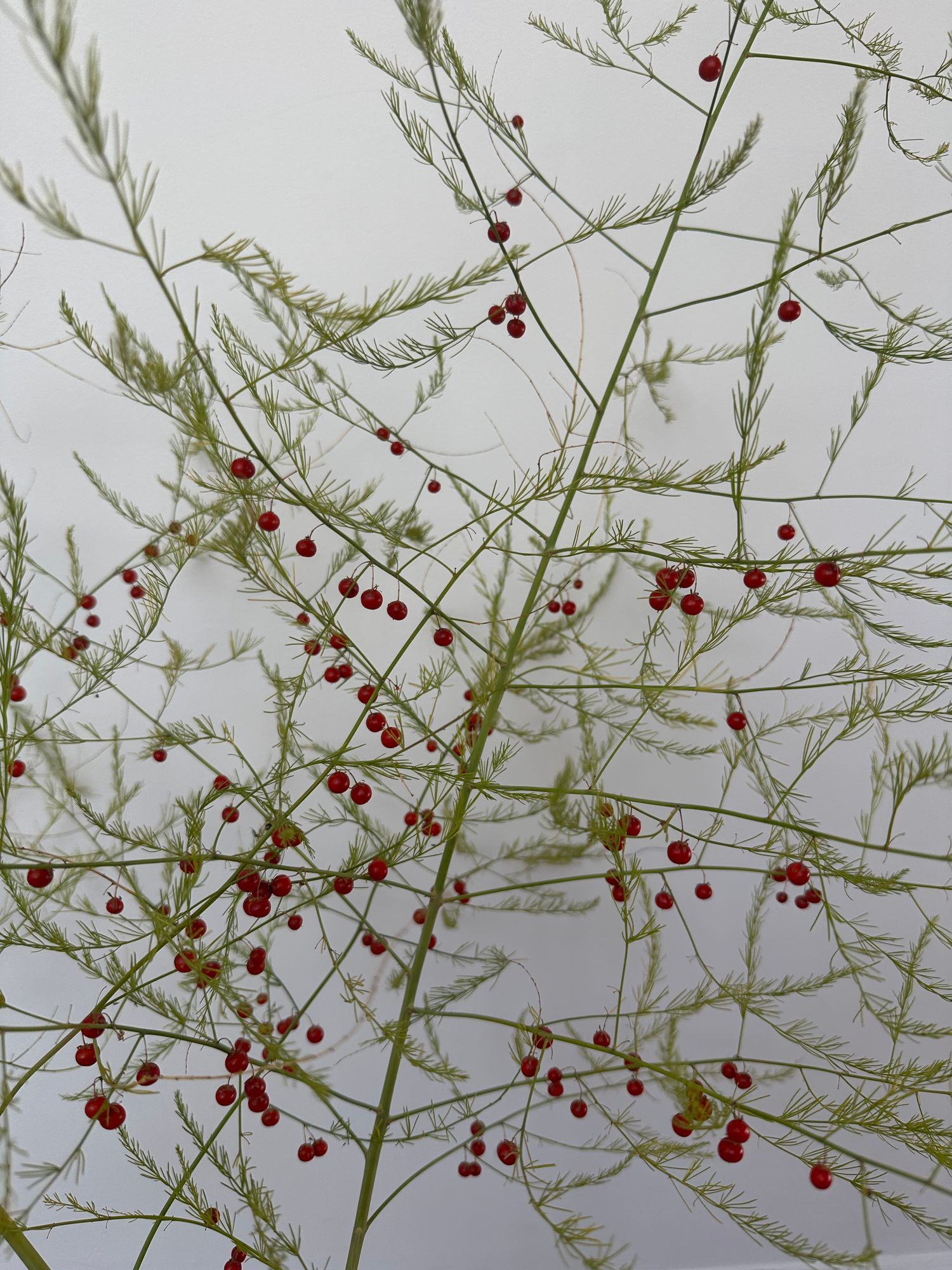 ASPARAGUS officinalis
