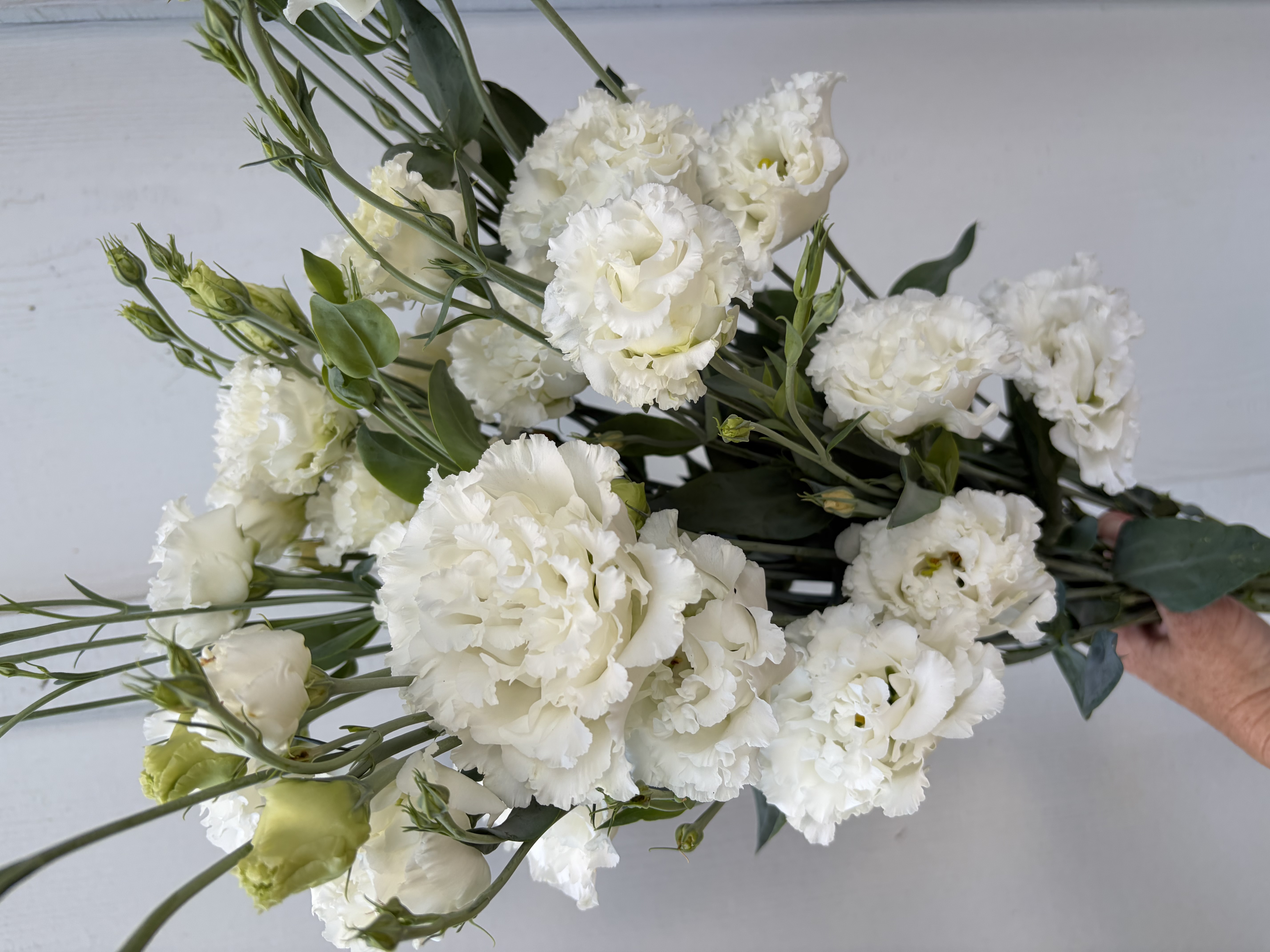 EUSTOMA grandiflorum Voyage White