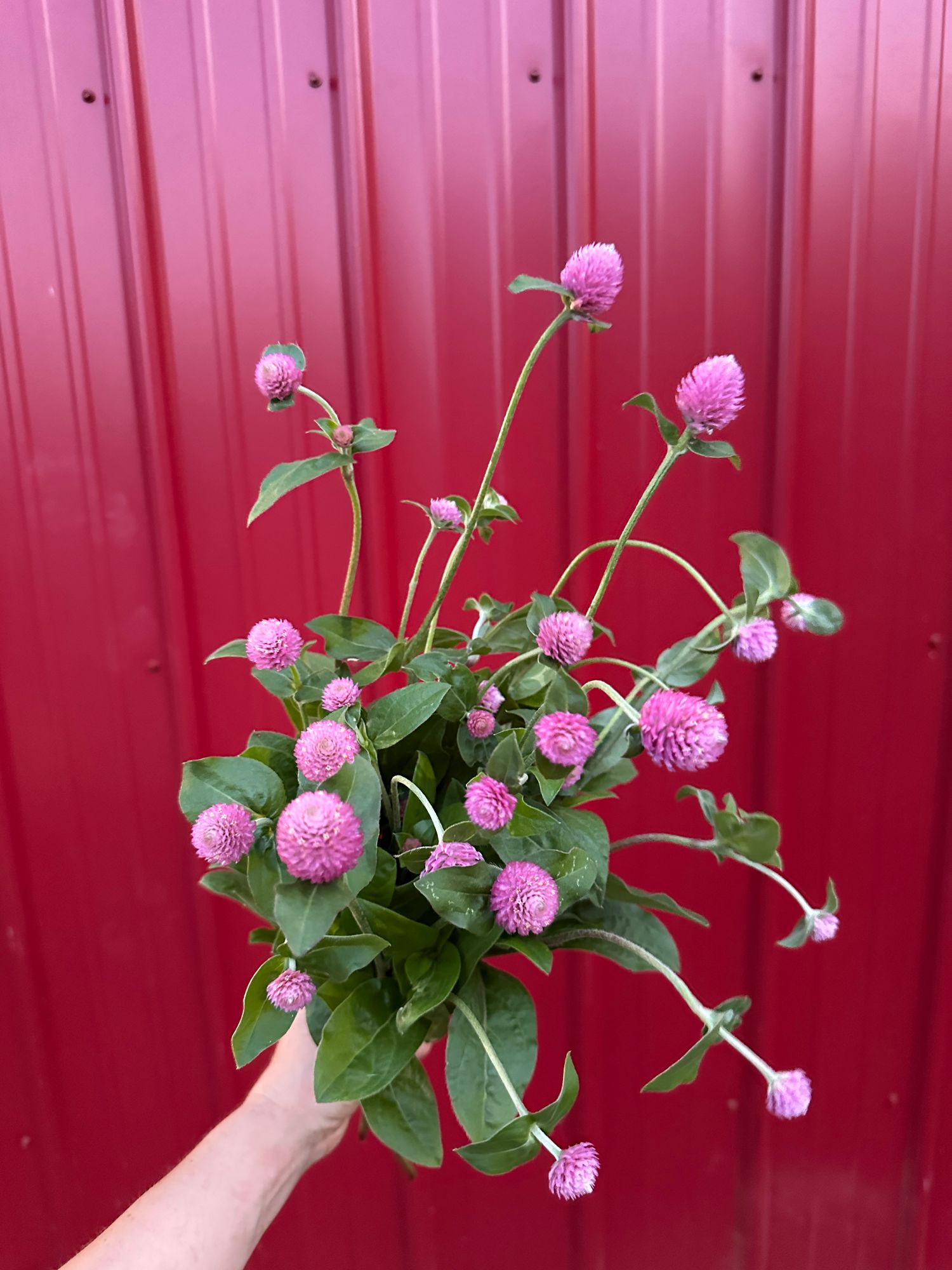 GOMPHRENA globosa