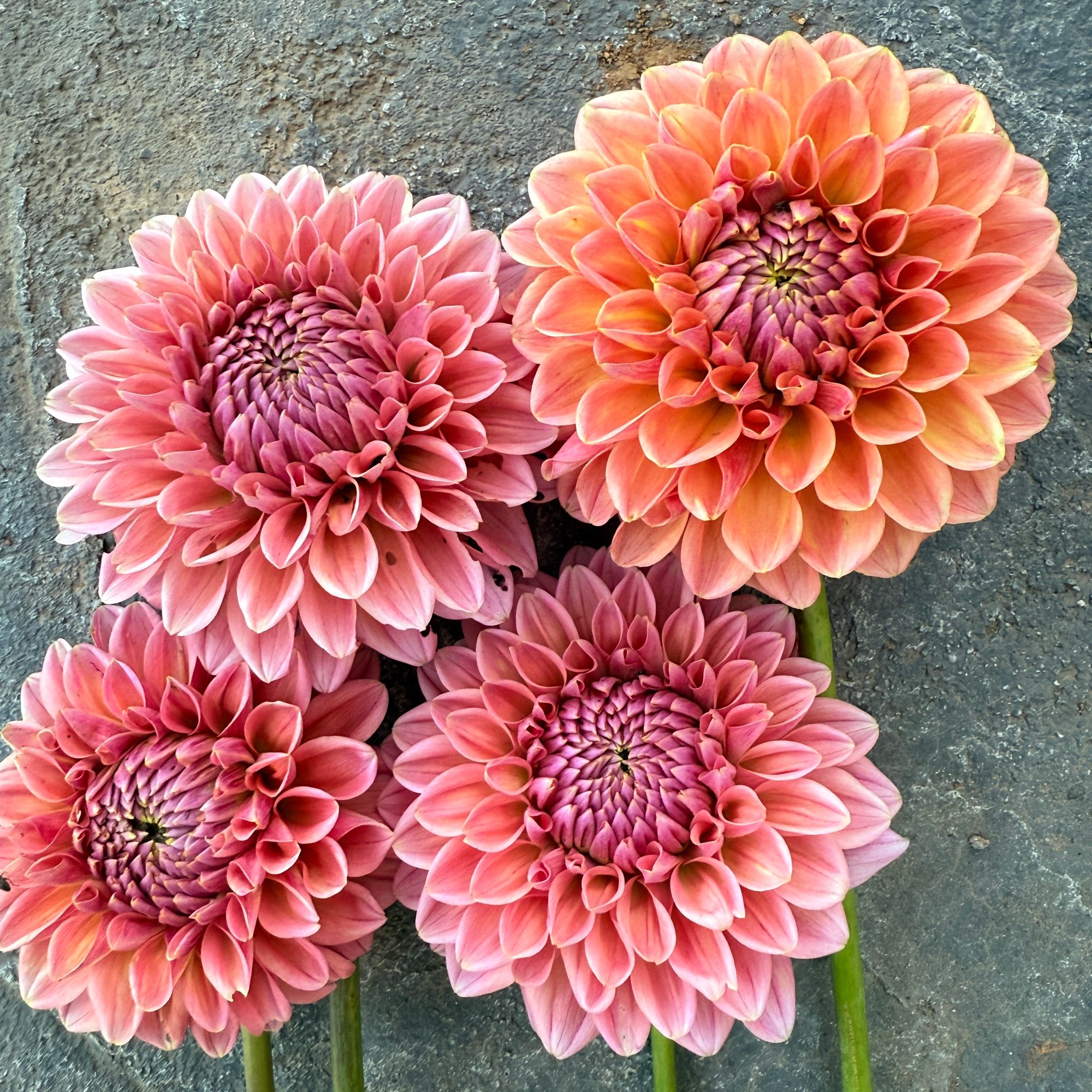 DAHLIA Lindas Baby