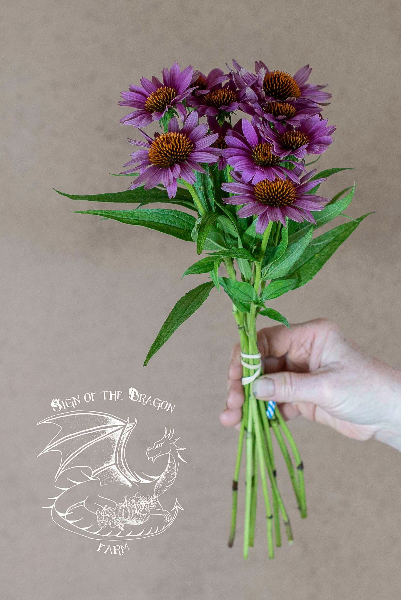 ECHINACEA purpurea Magnus Superior