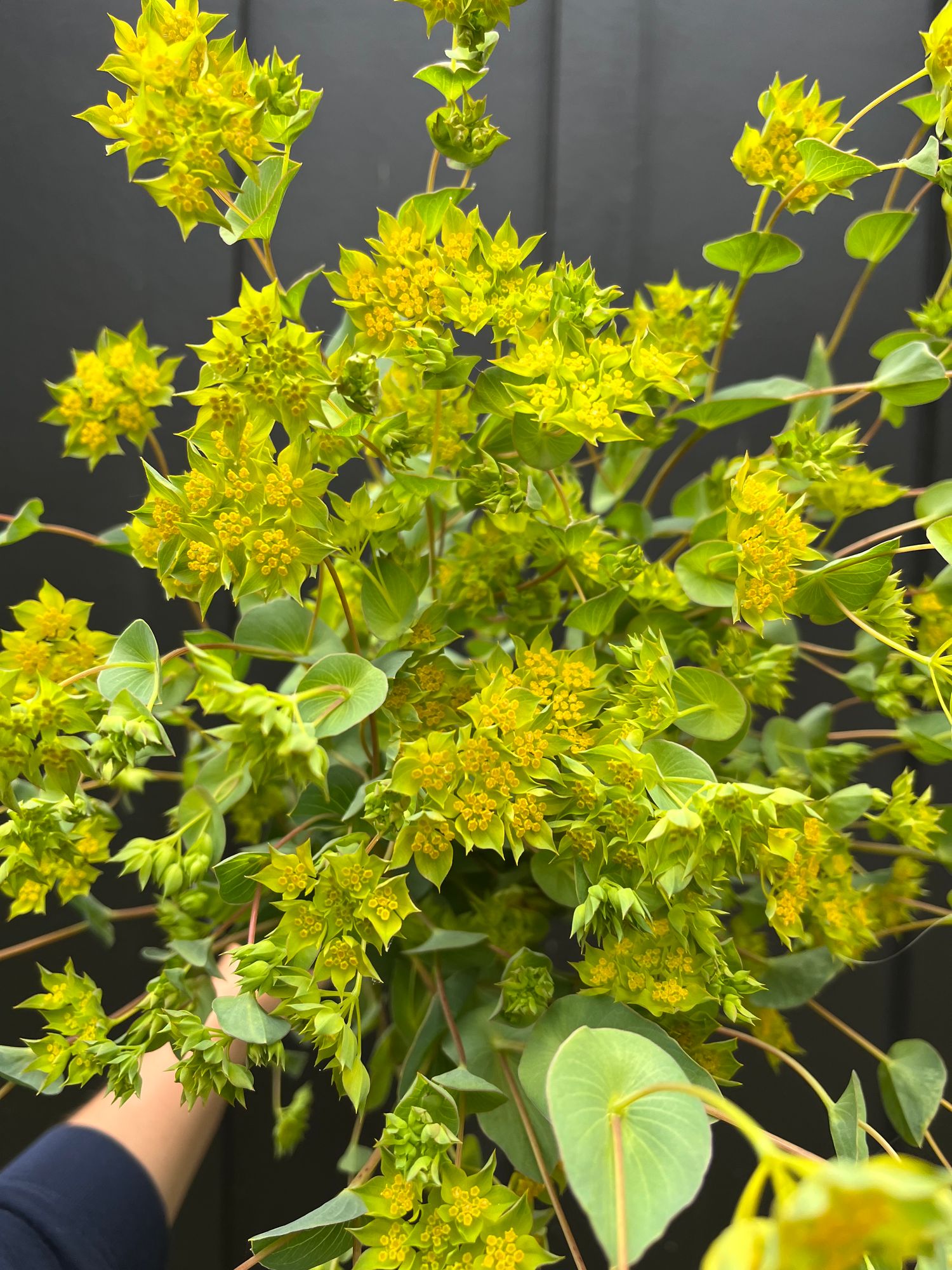 BUPLEURUM griffithii Green Gold