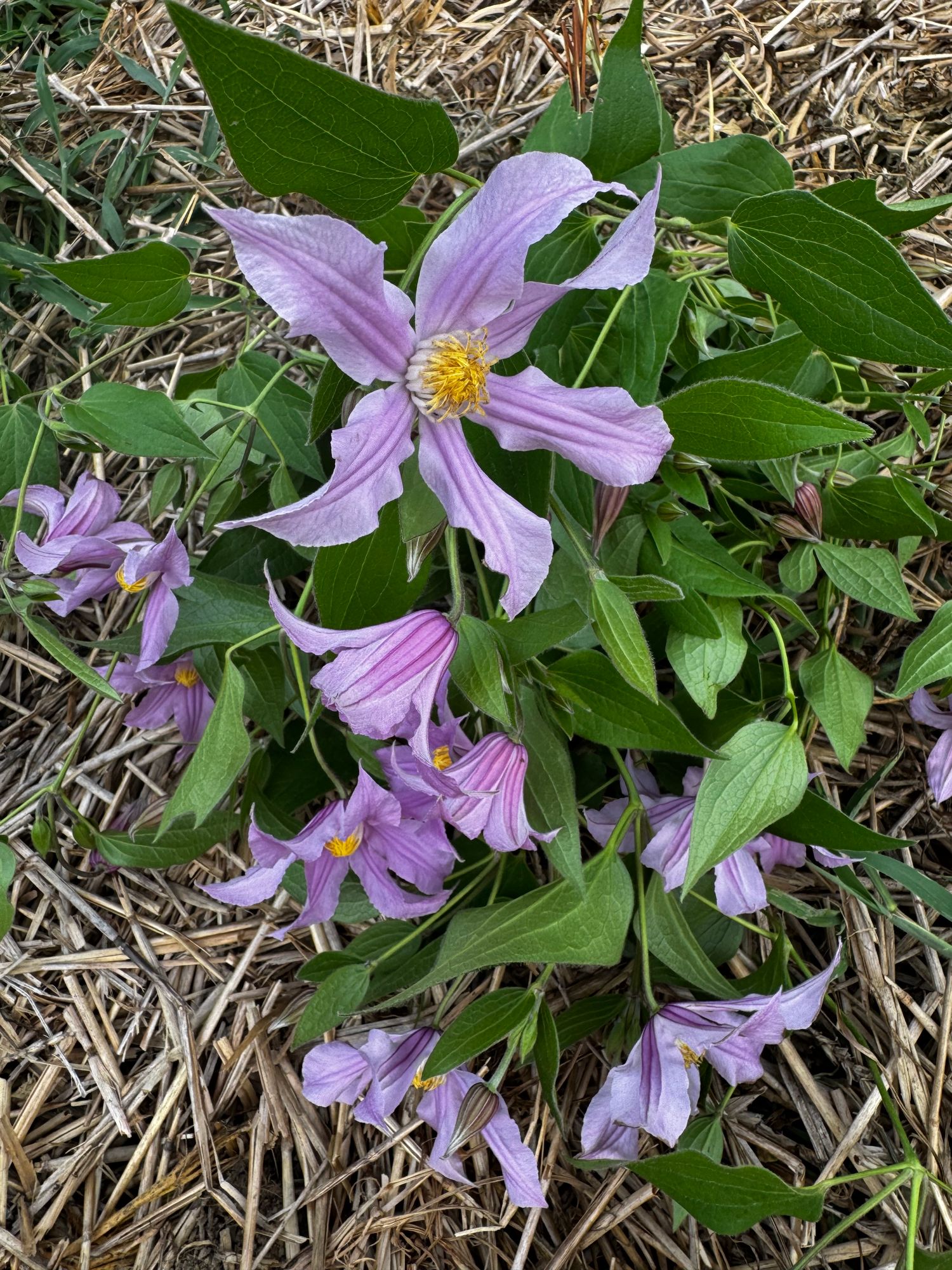 CLEMATIS integrifolia x durandii Rooguchi