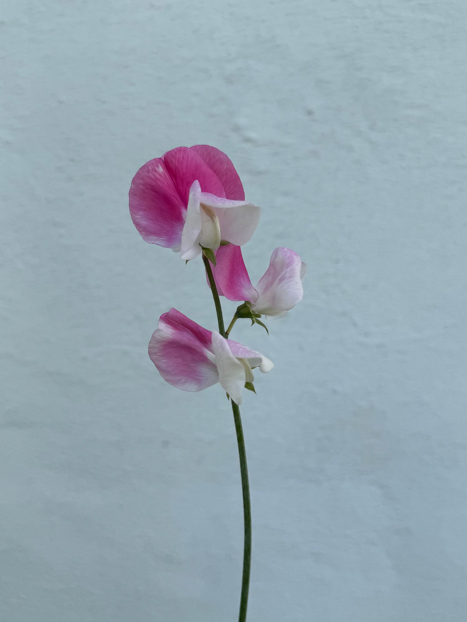 LATHYRUS odoratus