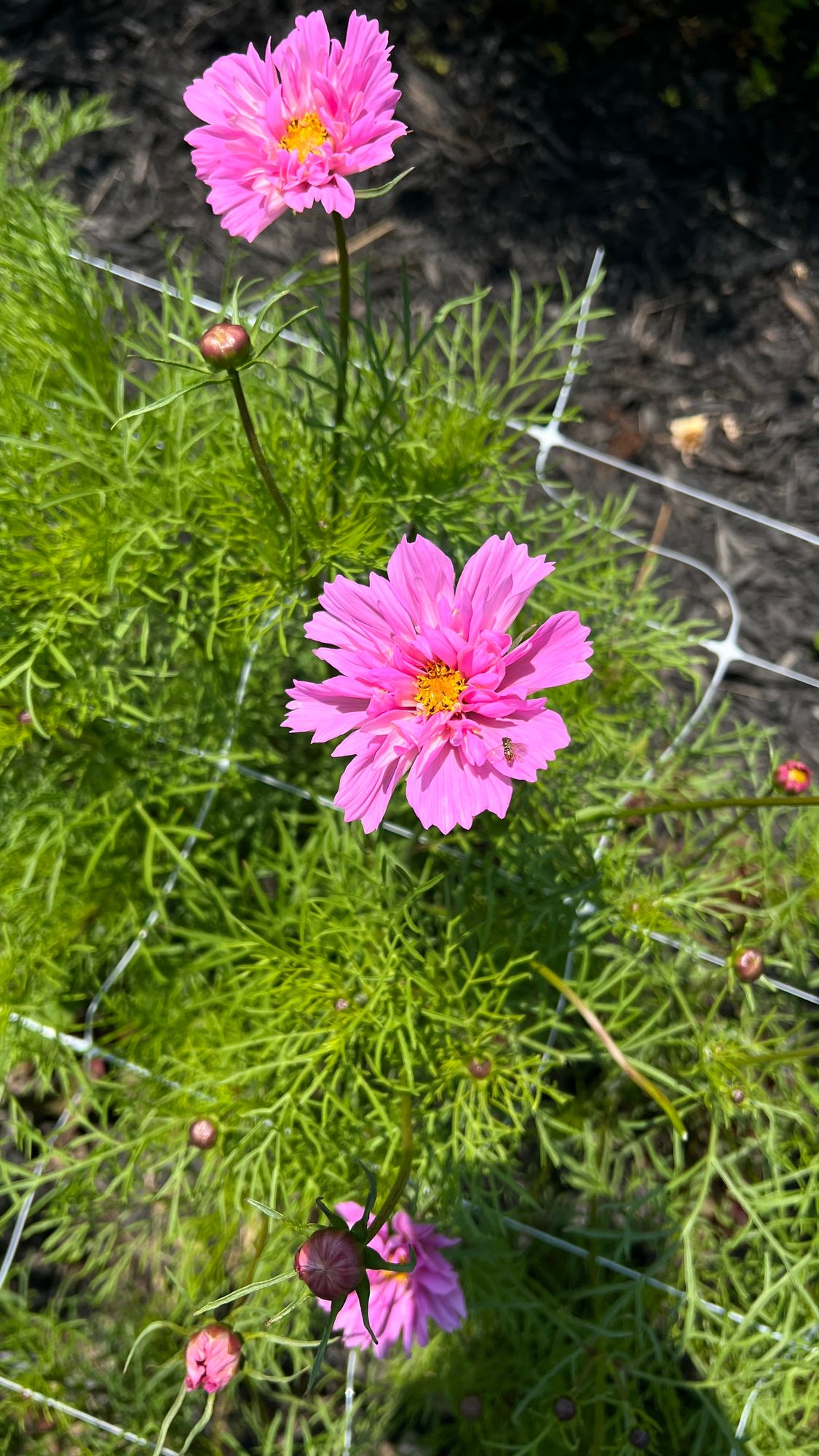 COSMOS bipinnatus Double Click Rose Bon Bon