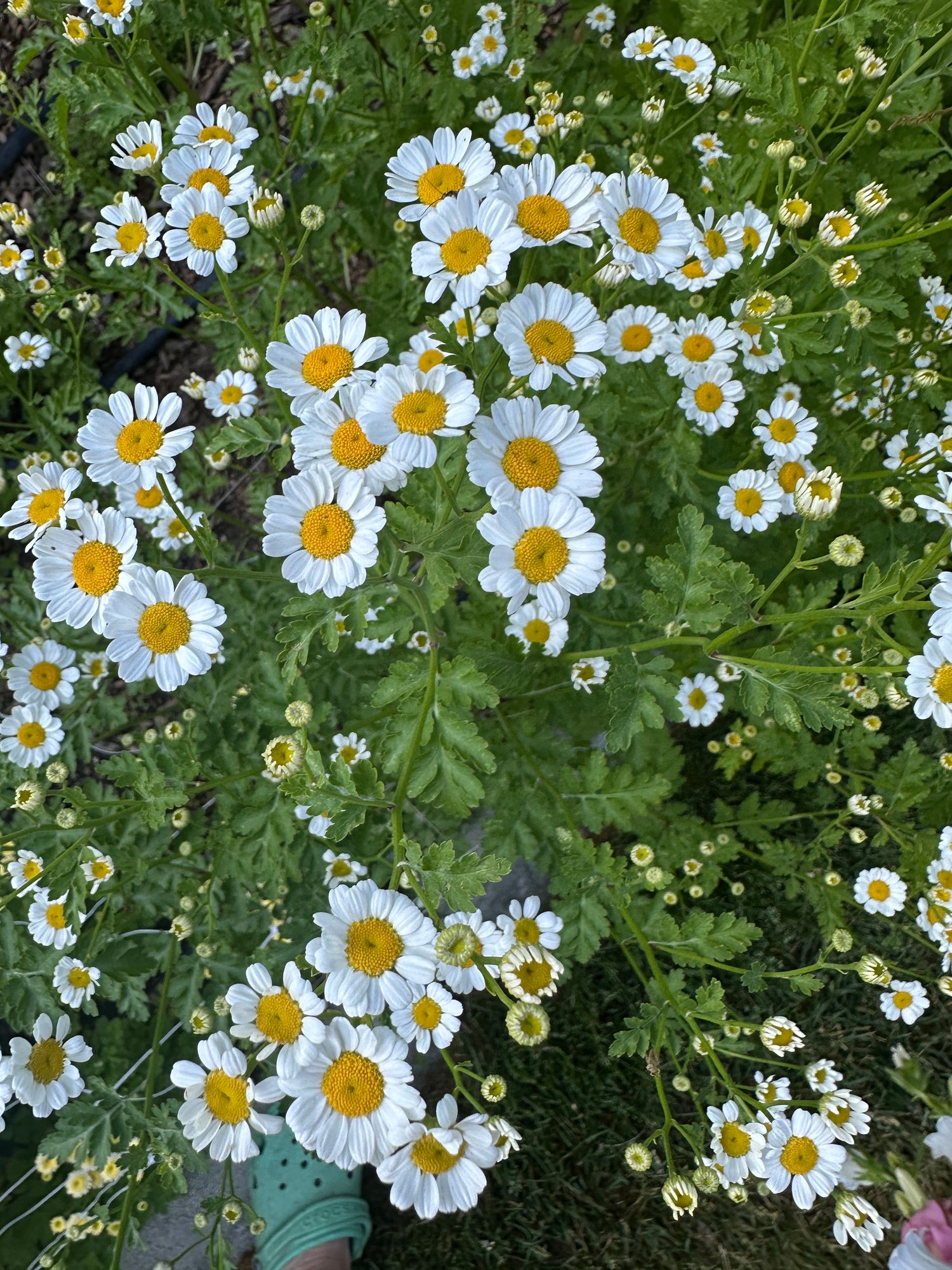 TANACETUM parthenium Magic Single
